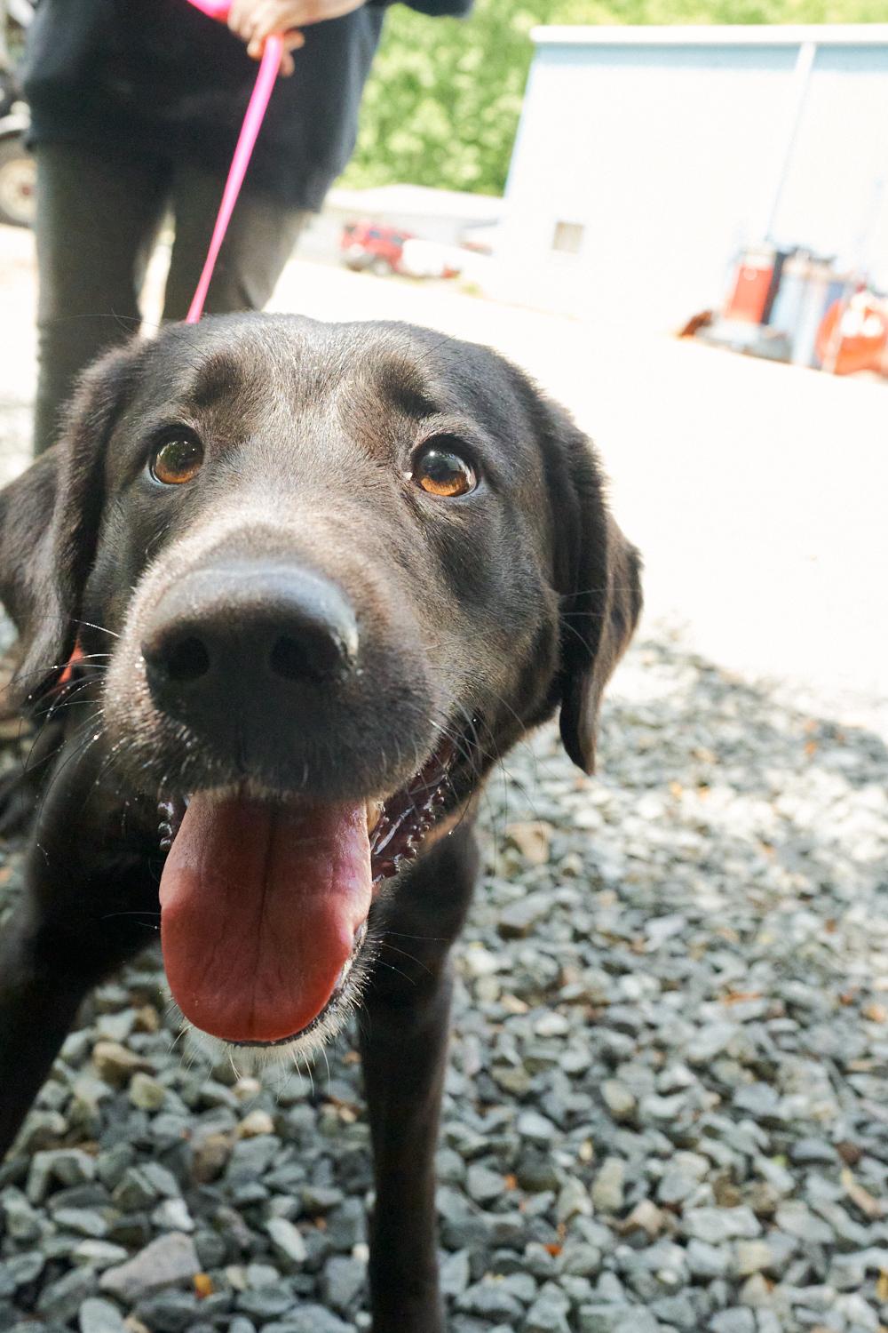 Harley, an adopted Chocolate Labrador Retriever in Floyd, VA image 5/5