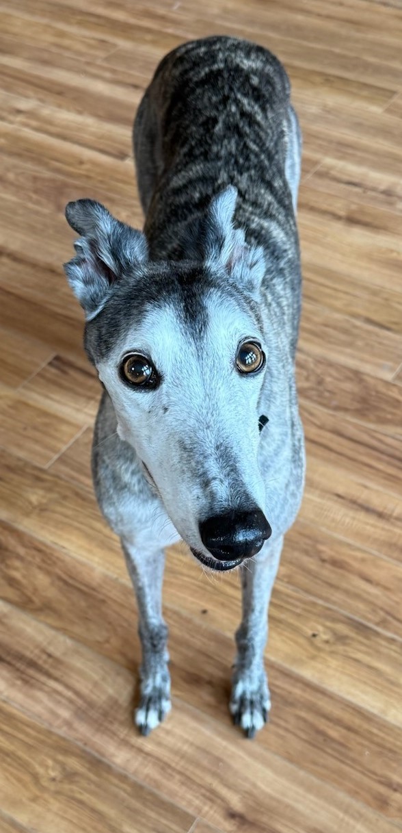 Alpha & Petra (Bonded Pair), Adopted, Senior Female Greyhound & Lurcher.