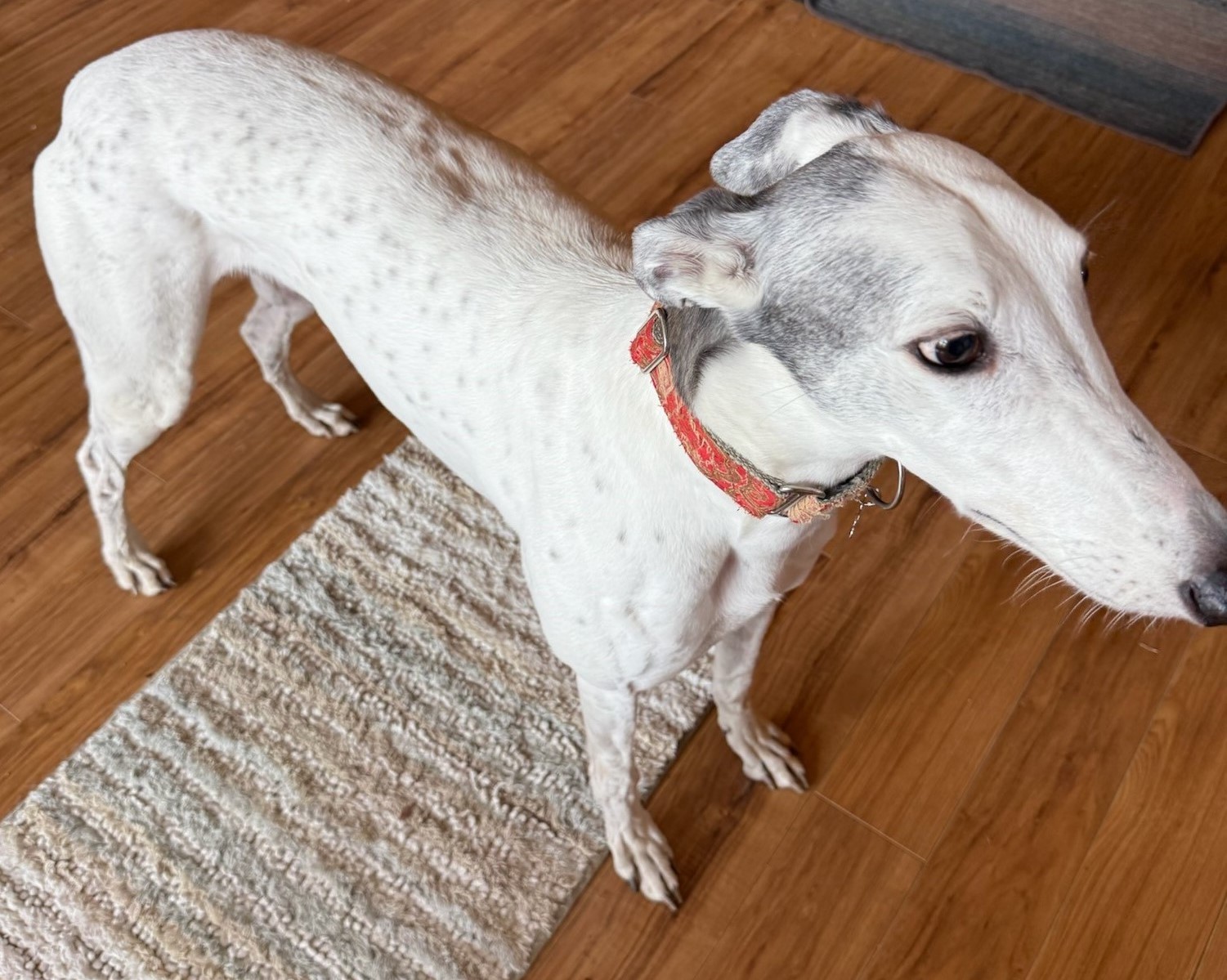 Alpha & Petra (Bonded Pair), a Adopted mixed breed in Indianapolis, IN image 2/2