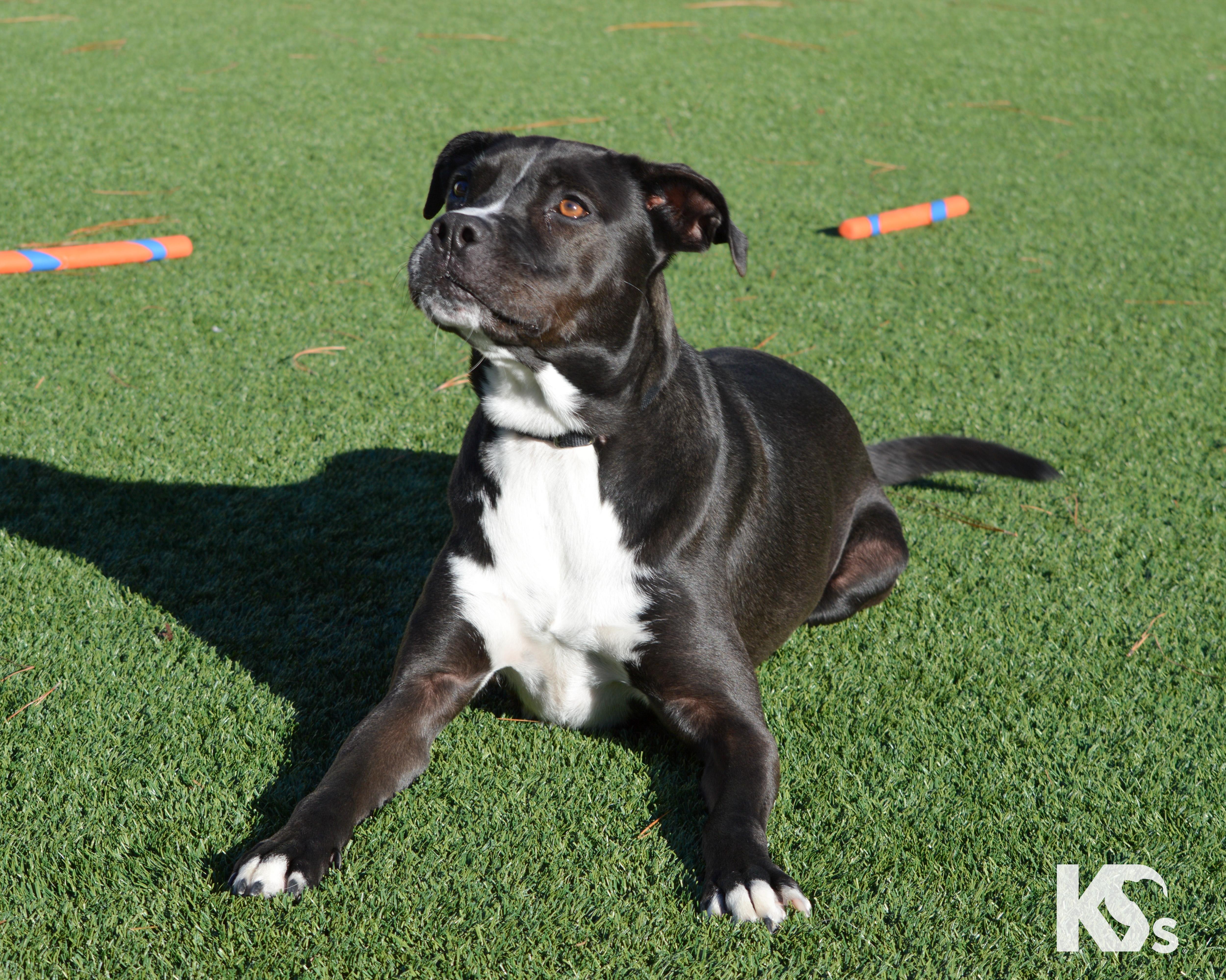 Enlarge Sprocket, a ADOPTABLE mixed breed in Ponte Vedra, FL image 4/5
