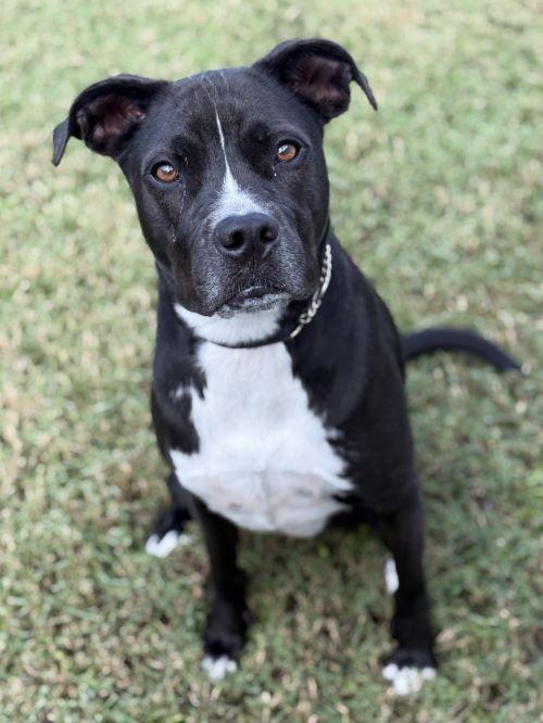 Enlarge Sprocket, a ADOPTABLE mixed breed in Ponte Vedra, FL image 3/5