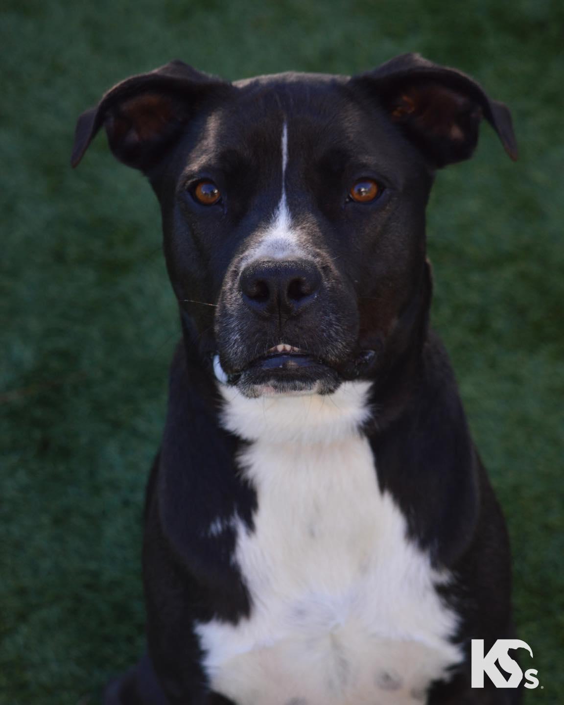 Enlarge Sprocket, a ADOPTABLE mixed breed in Ponte Vedra, FL image 1/5