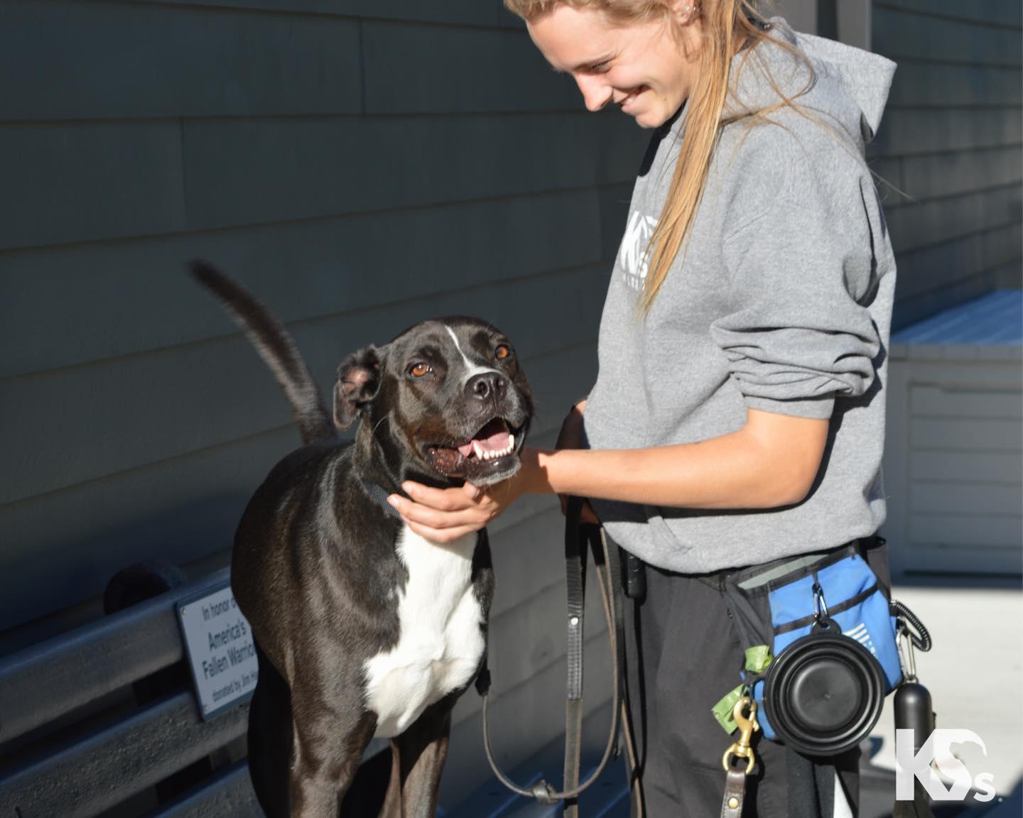 Enlarge Sprocket, a ADOPTABLE mixed breed in Ponte Vedra, FL image 5/5