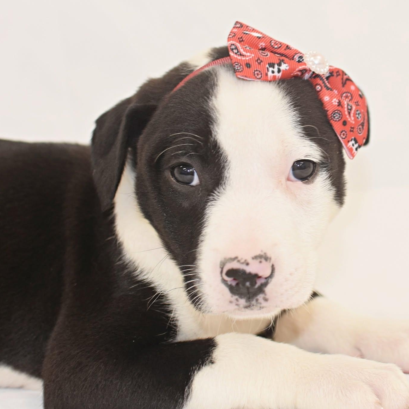 Madonna, adopted, Puppy Female Boxer & Labrador Retriever.