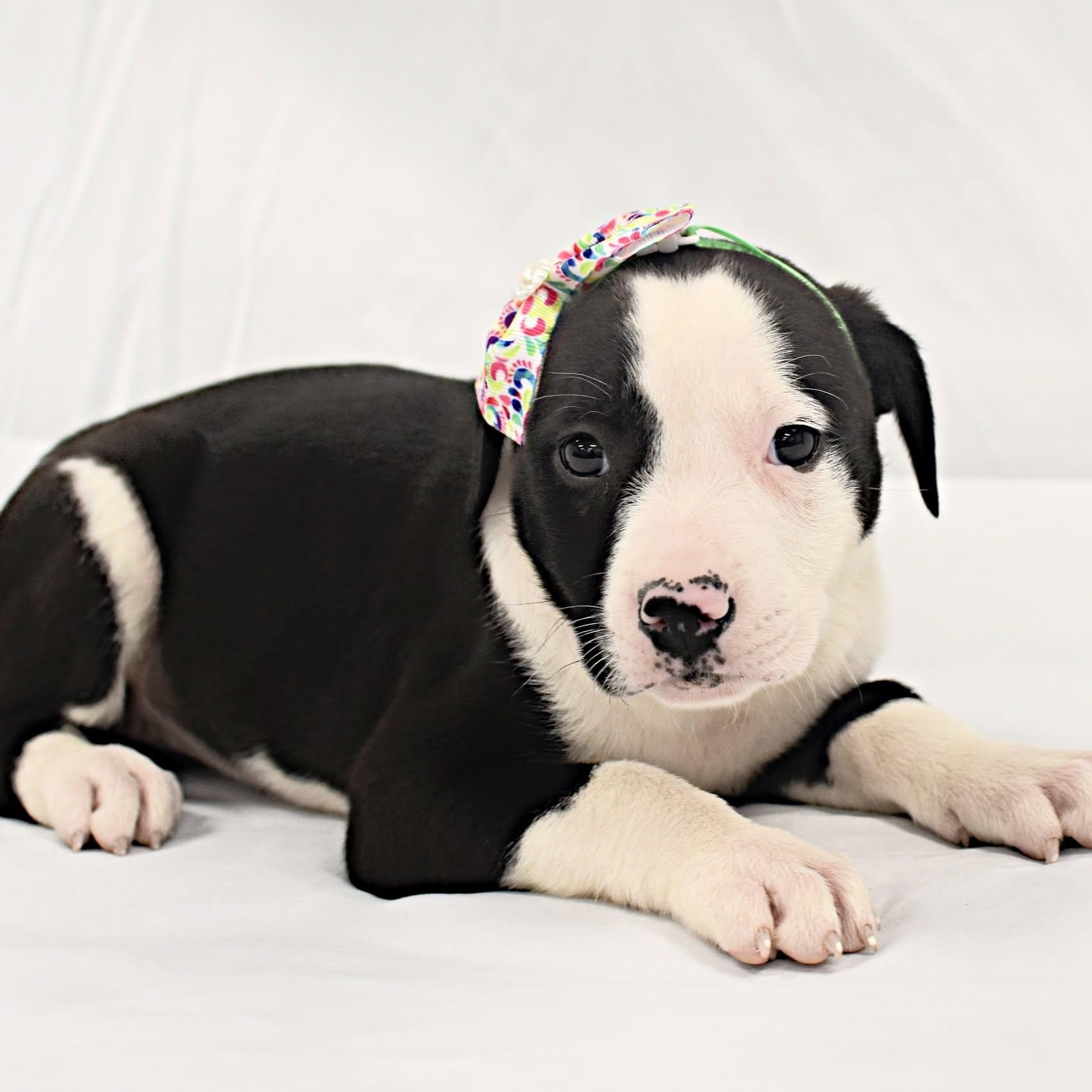 Enlarge Madonna, an adopted mixed breed in Monon, IN image 2/2