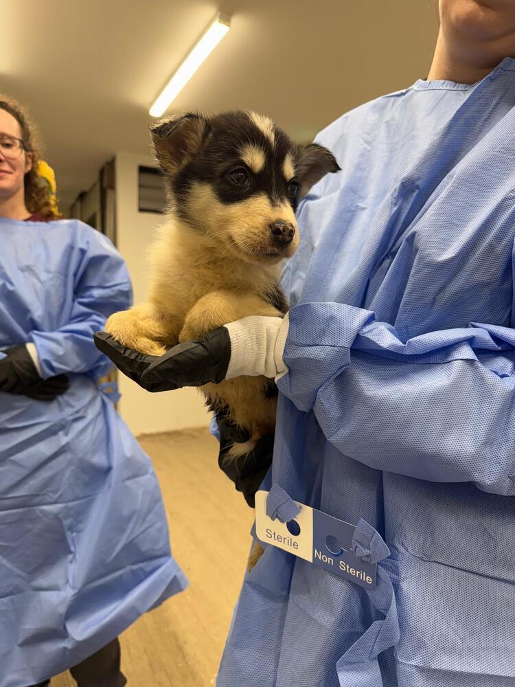 Yote, Adoptable, Puppy Male Husky & Mixed Breed.