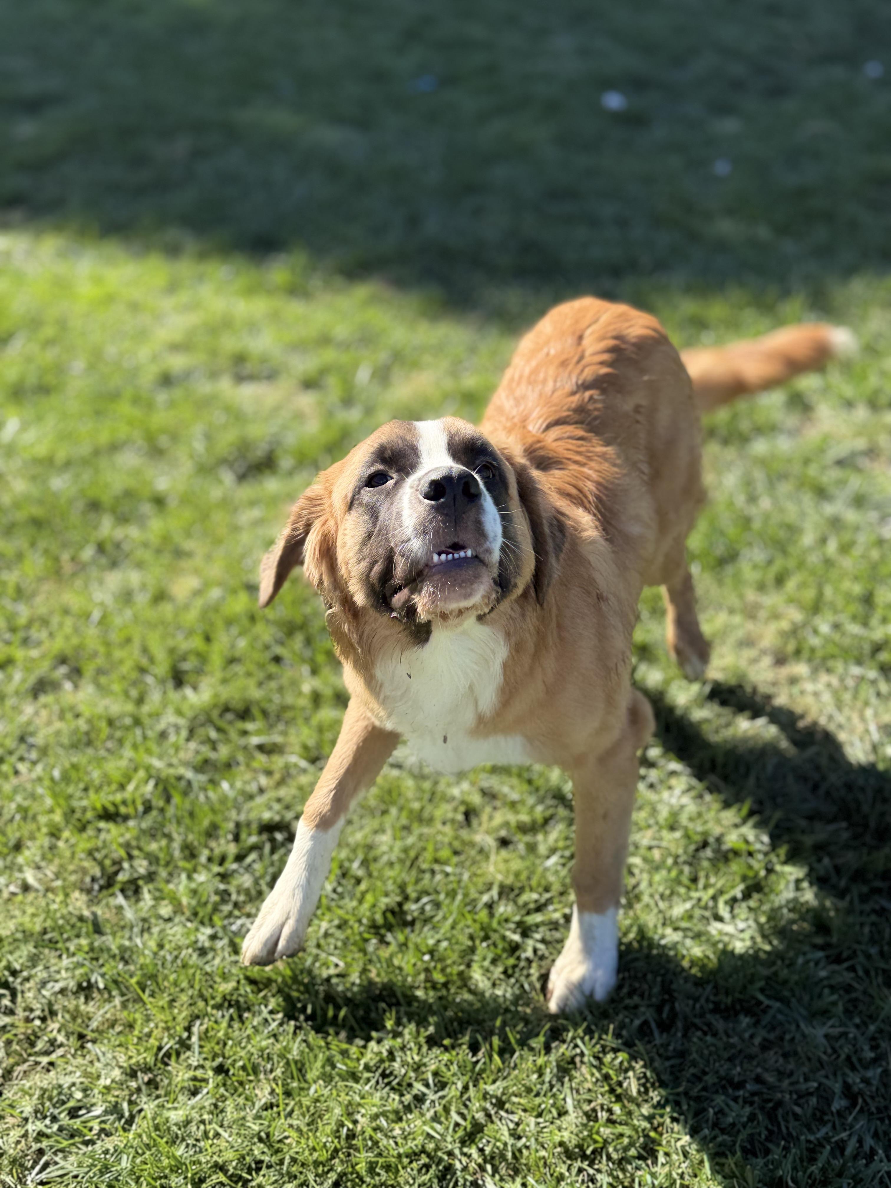 Enlarge Xena, a Adoptable Saint Bernard in Bellflower, CA image 3/6