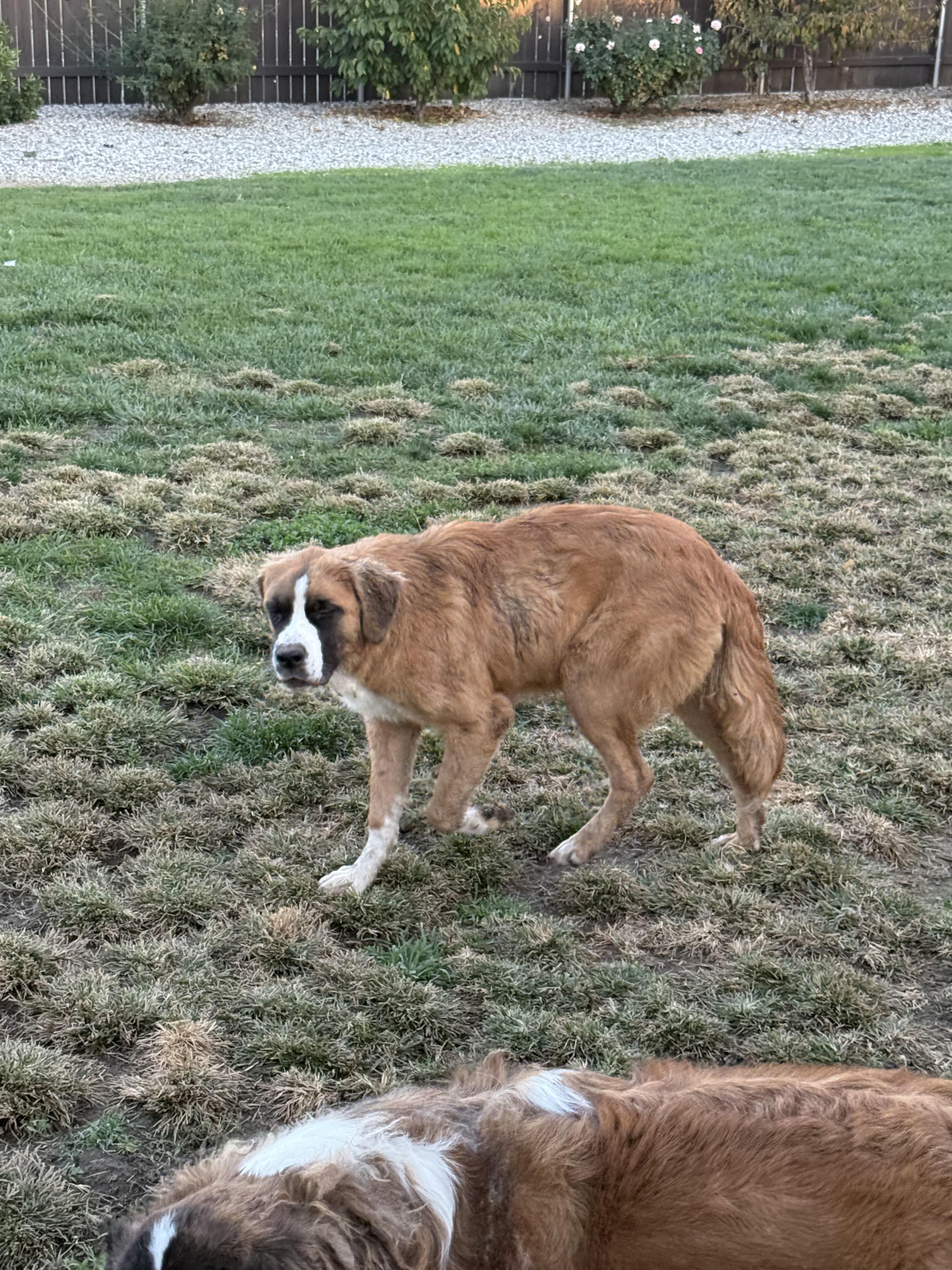 Enlarge Xena, a Adoptable Saint Bernard in Bellflower, CA image 4/6