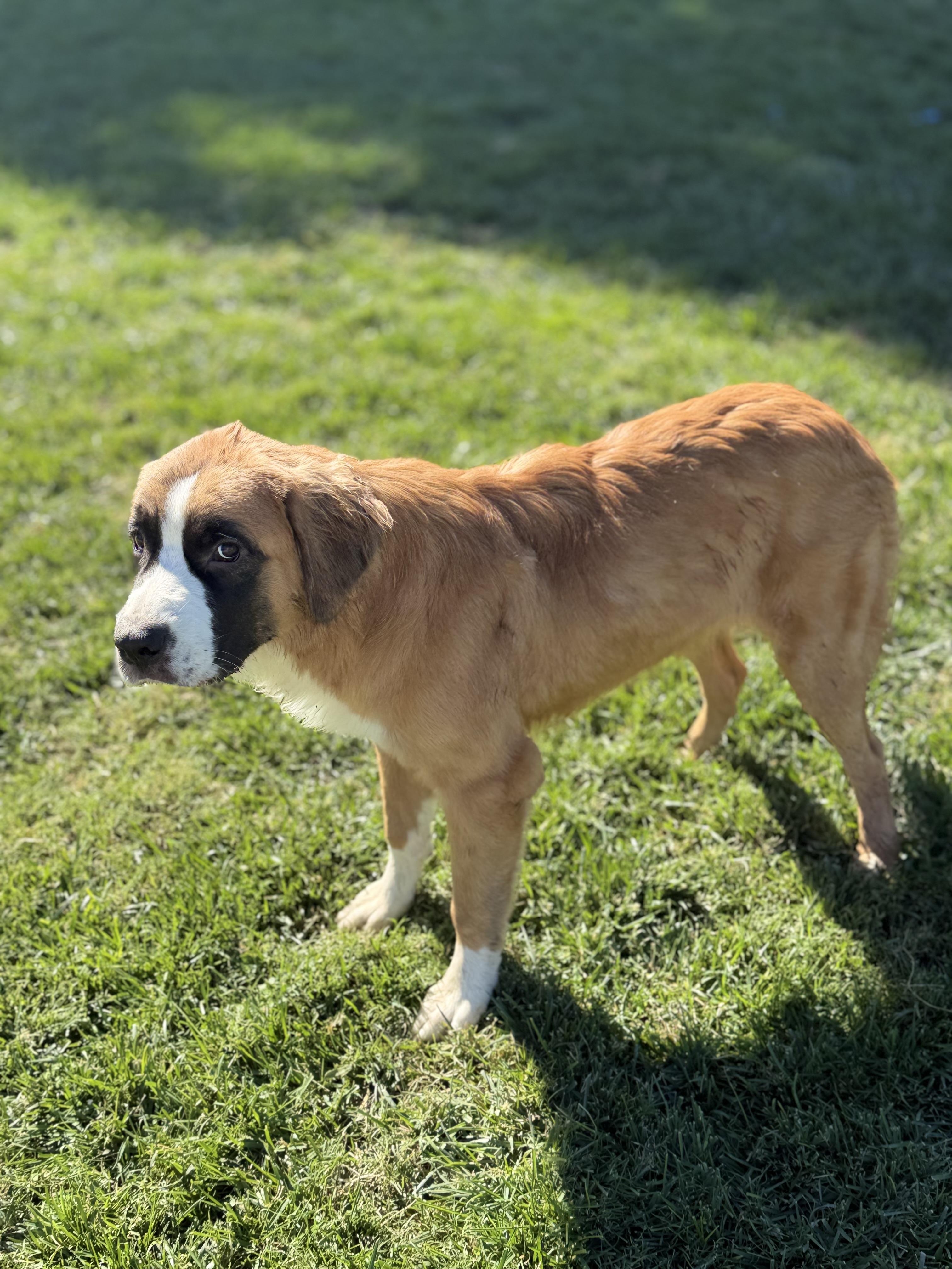 Enlarge Xena, a Adoptable Saint Bernard in Bellflower, CA image 5/6