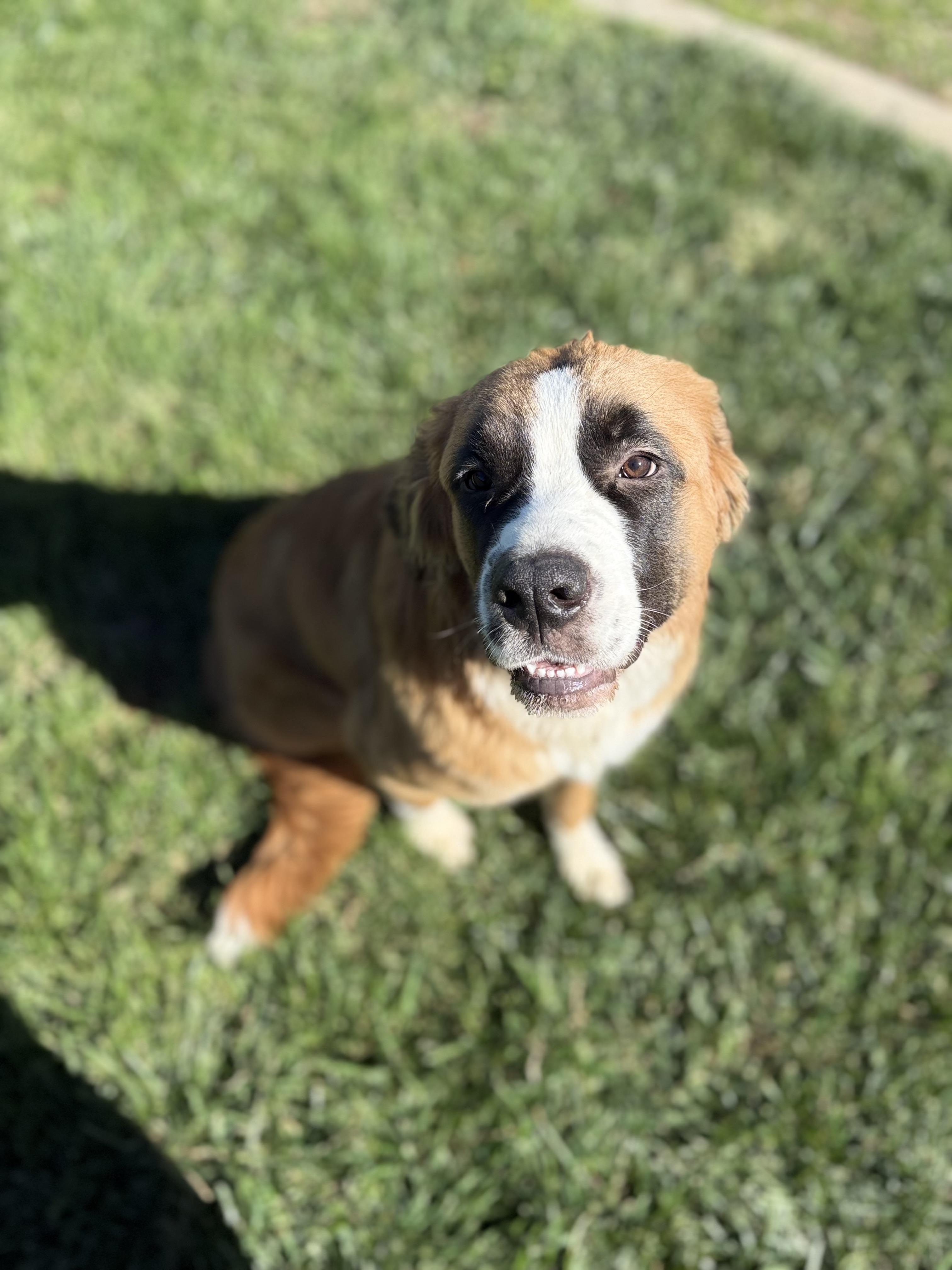 Enlarge Xena, a Adoptable Saint Bernard in Bellflower, CA image 6/6