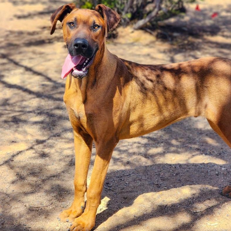 Enlarge Raggedy Andy, a Adoptable mixed breed in Tehachapi, CA image 2/2