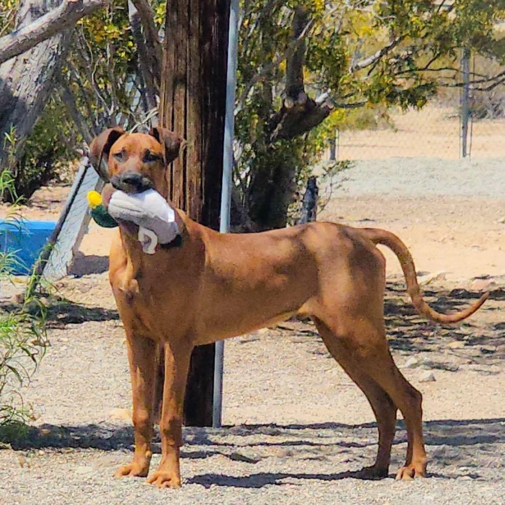 Raggedy Andy, Adoptable, Young Male Great Dane & Rhodesian Ridgeback.
