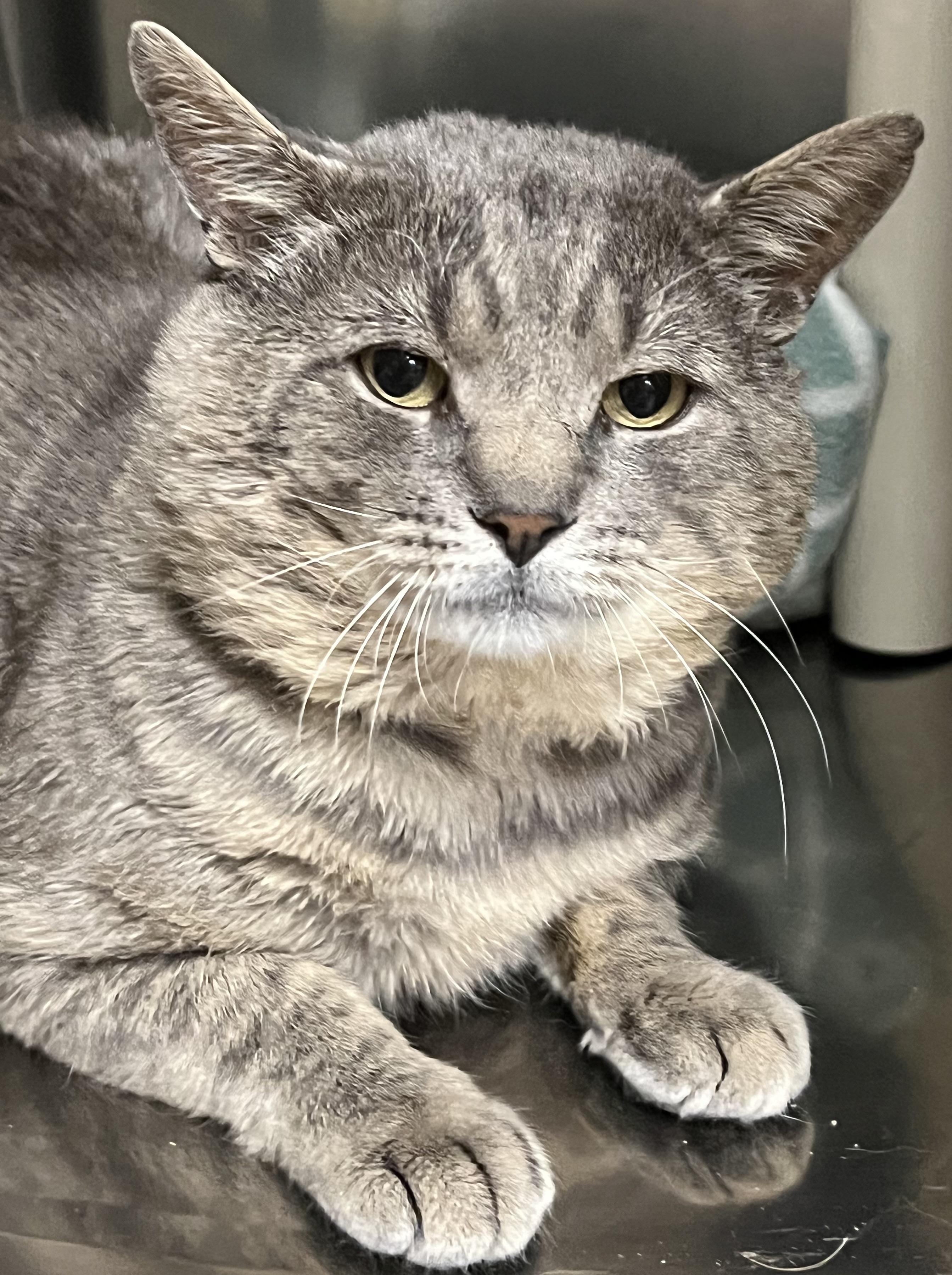 Alfred, a ADOPTABLE Domestic Short Hair in Johnston, RI image 4/6
