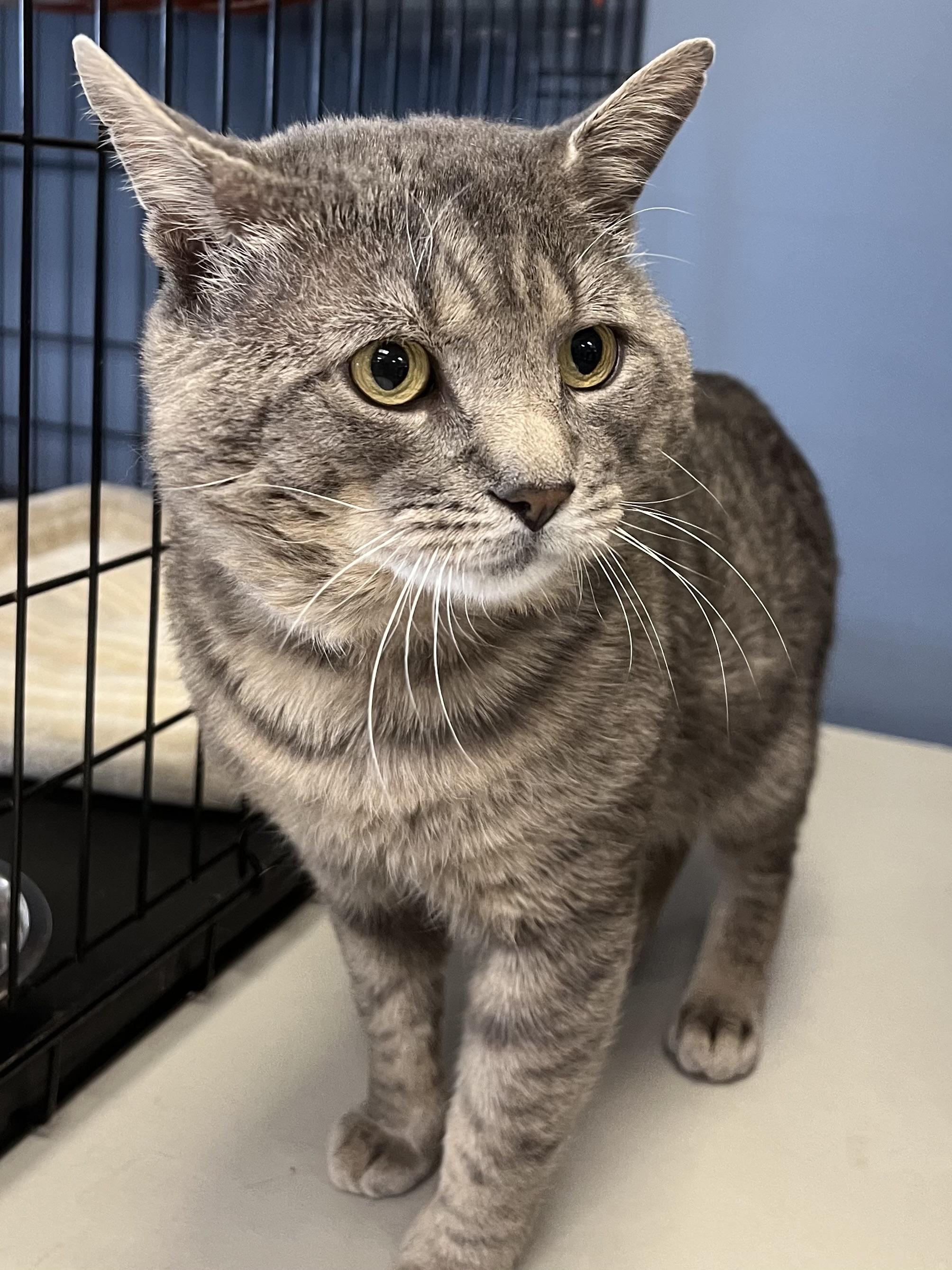 Alfred, a ADOPTABLE Domestic Short Hair in Johnston, RI image 5/6