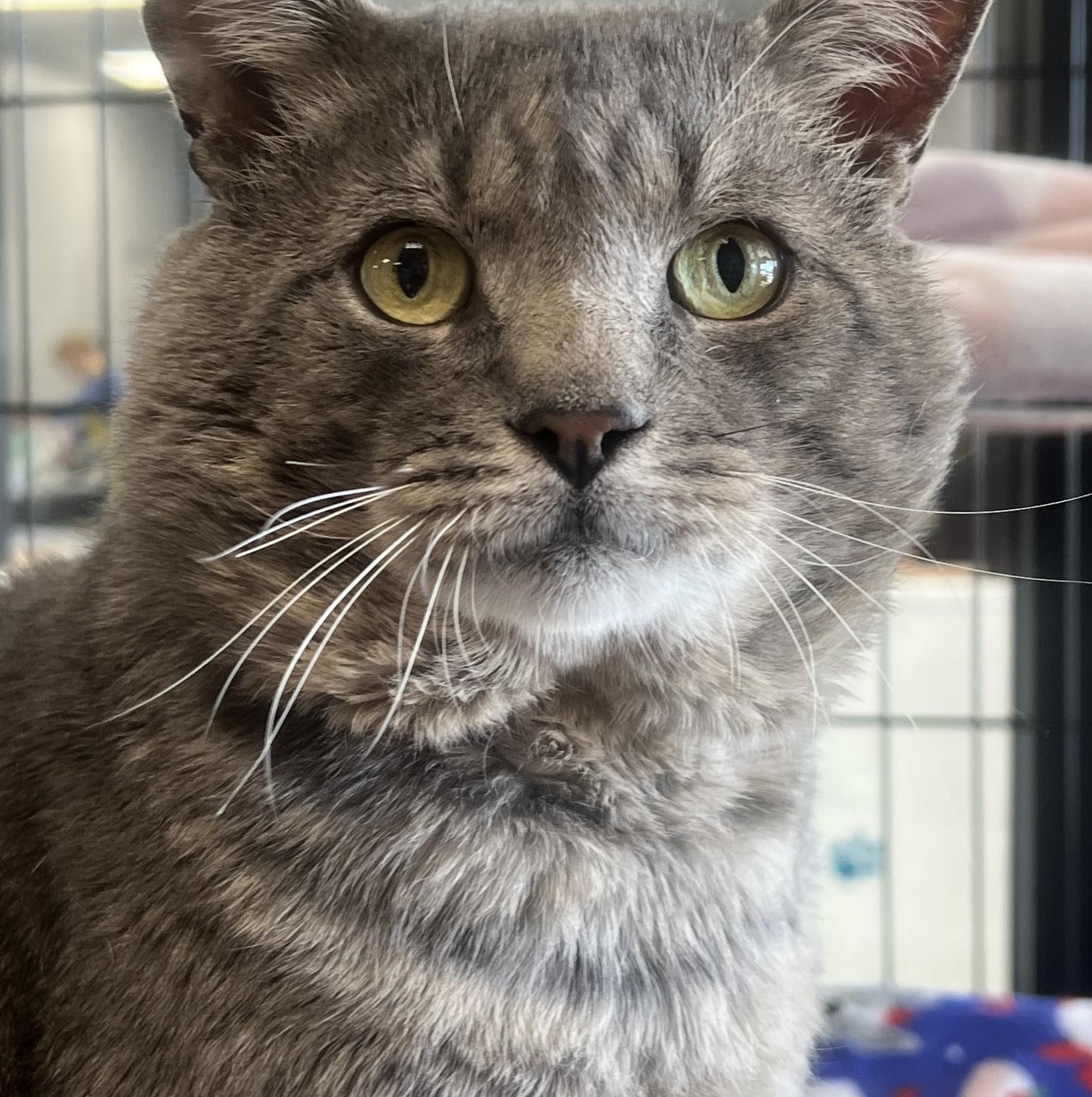 Alfred, ADOPTABLE, Adult Male Domestic Short Hair.