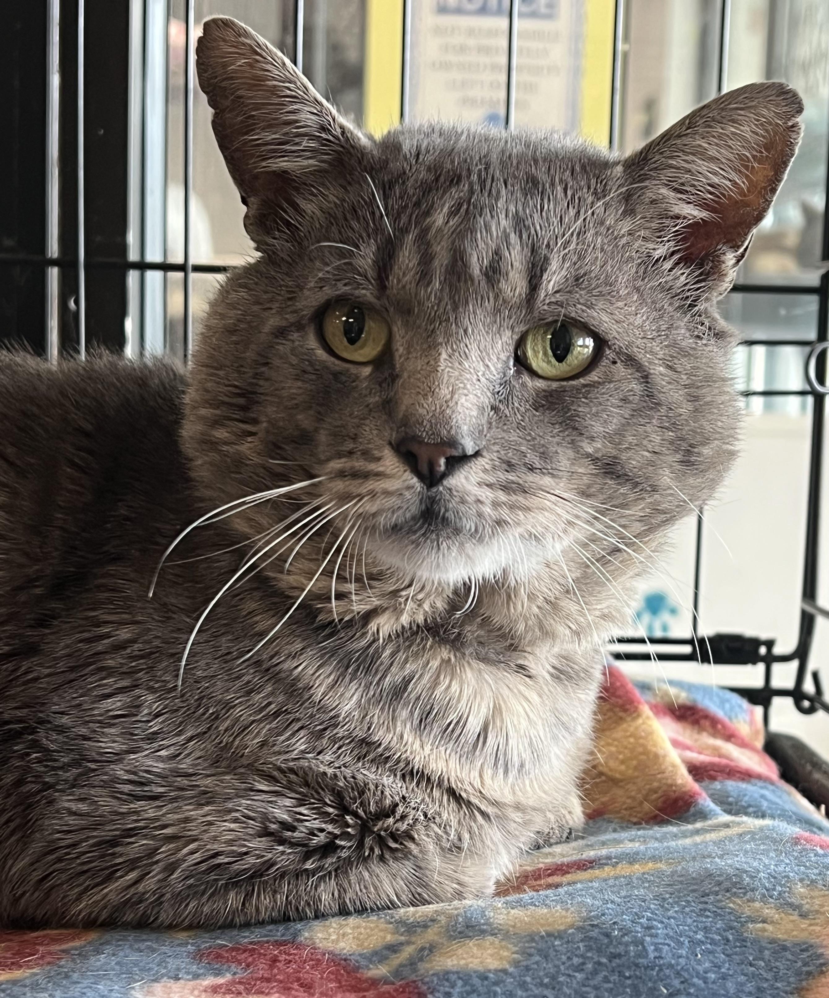 Alfred, a ADOPTABLE Domestic Short Hair in Johnston, RI image 3/6