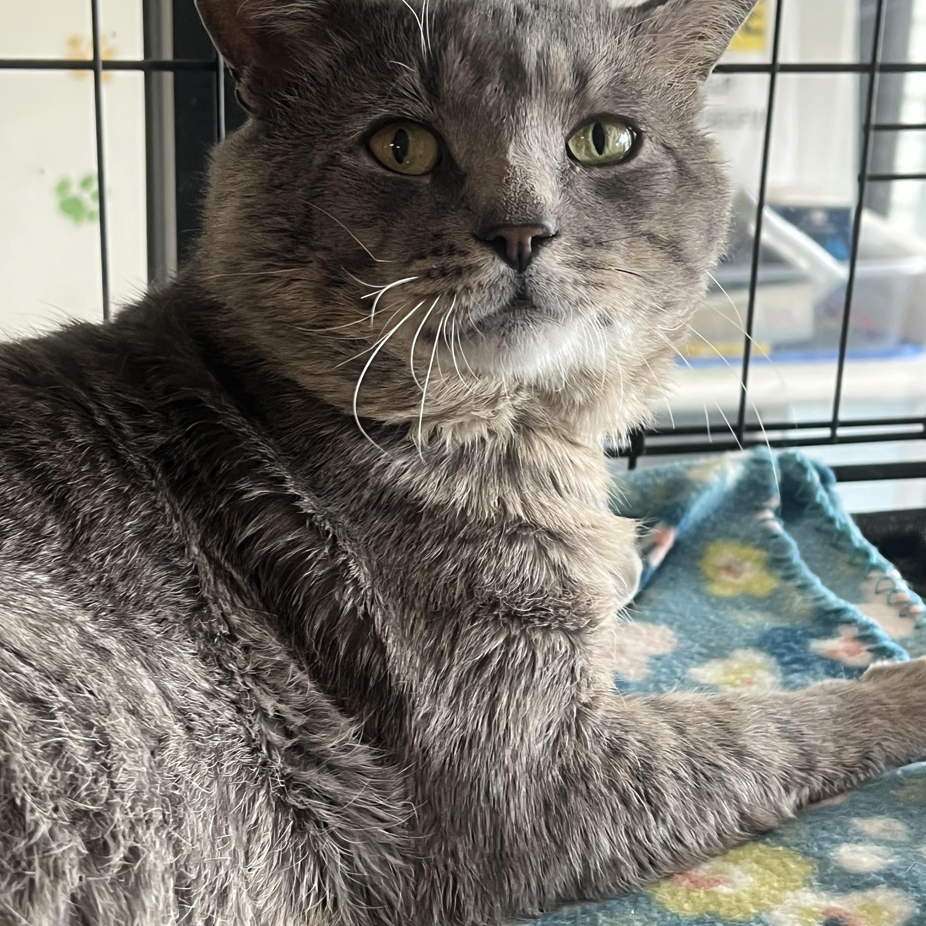 Alfred, a ADOPTABLE Domestic Short Hair in Johnston, RI image 6/6