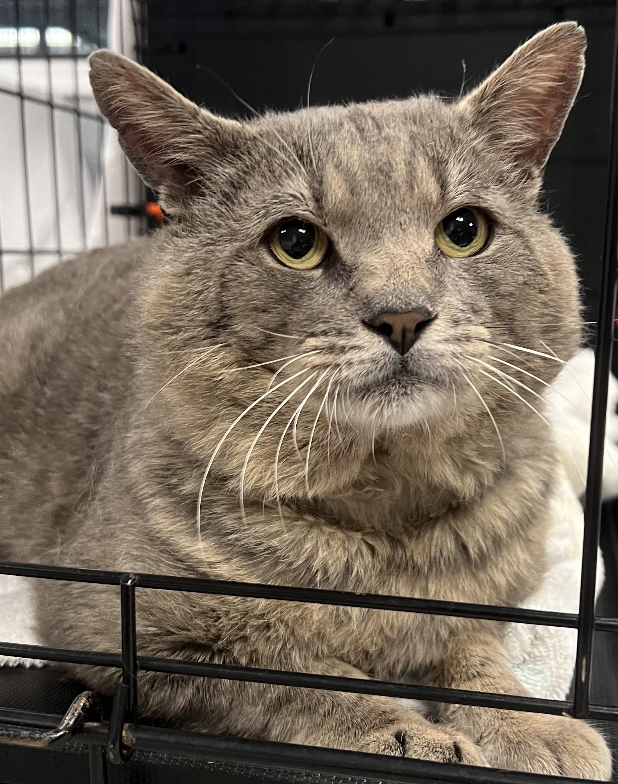 Alfred, a ADOPTABLE Domestic Short Hair in Johnston, RI image 2/6