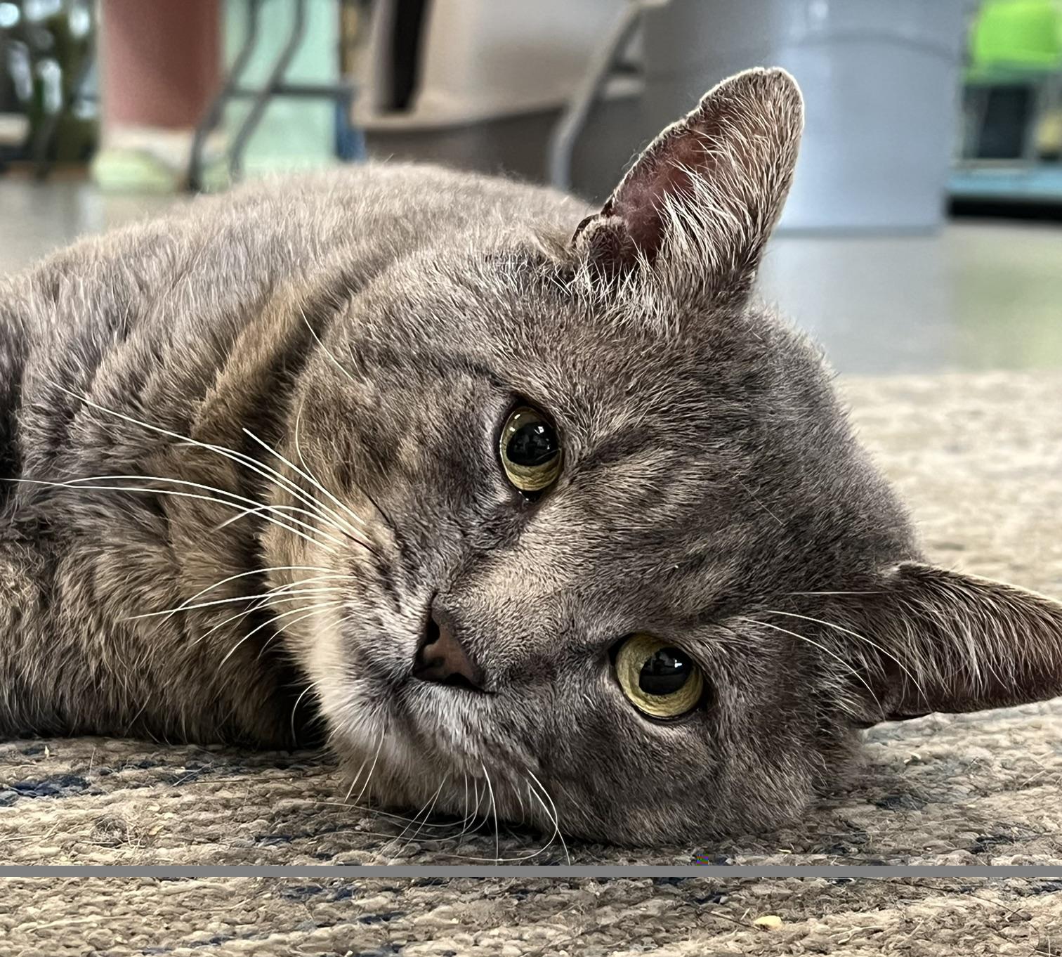 Alfred, ADOPTABLE, Adult Male Domestic Short Hair.
