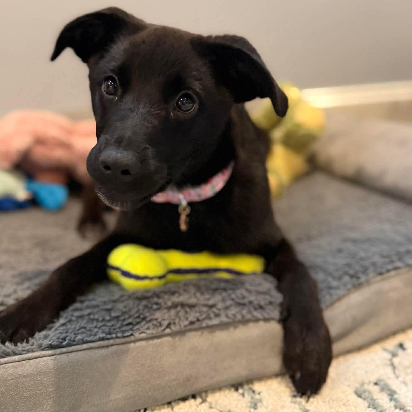 Enlarge Libby , a ADOPTABLE mixed breed in Wando, SC image 2/6