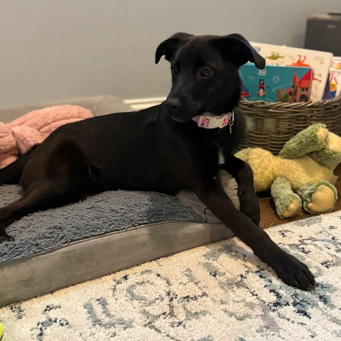 Enlarge Libby , a ADOPTABLE mixed breed in Wando, SC image 5/6