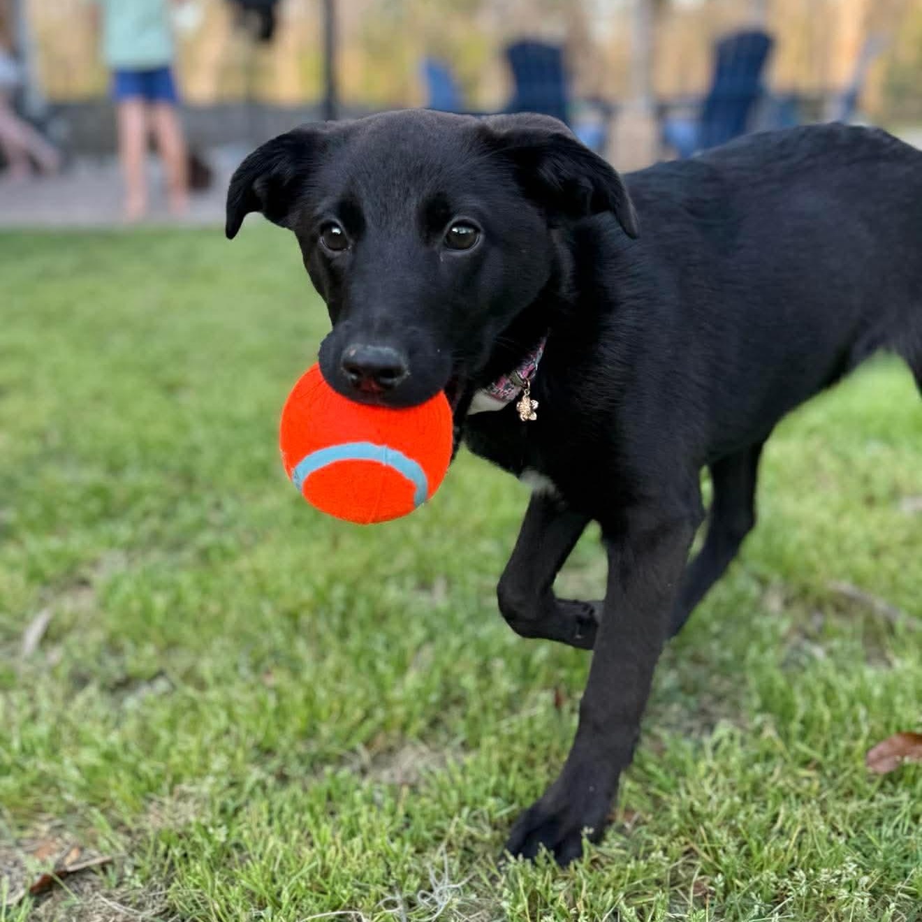 Enlarge Libby , a ADOPTABLE mixed breed in Wando, SC image 6/6