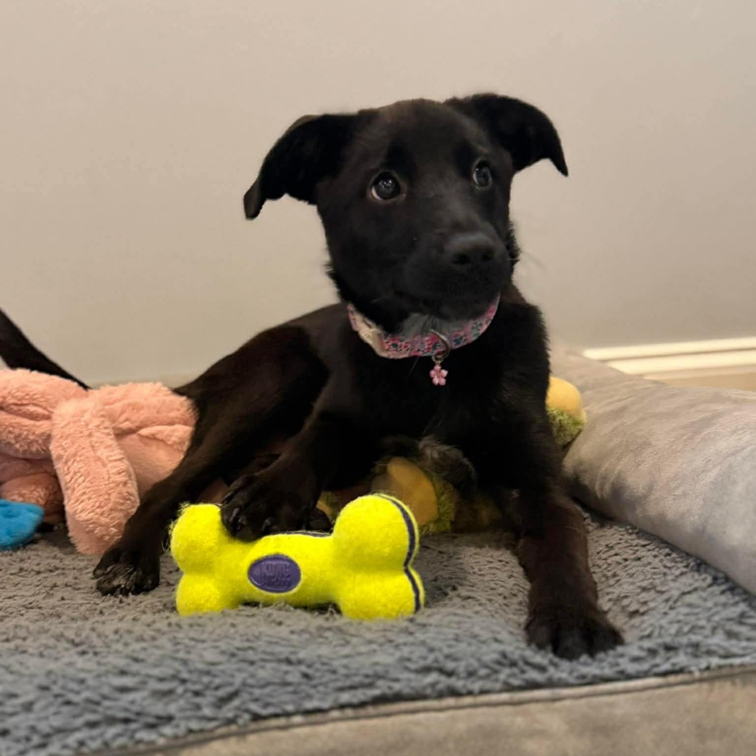 Enlarge Libby , a ADOPTABLE mixed breed in Wando, SC image 4/6