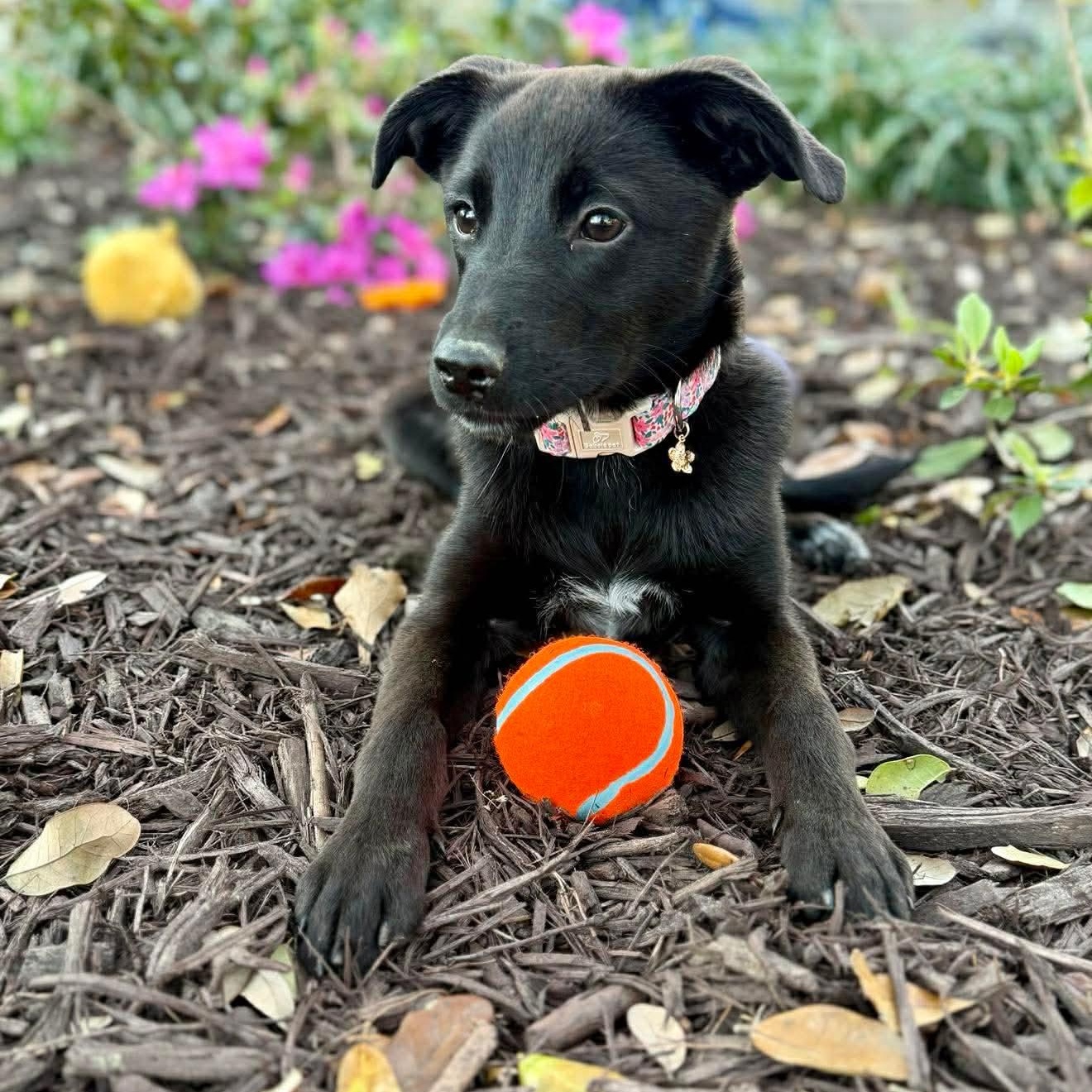 Enlarge Libby , a ADOPTABLE mixed breed in Wando, SC image 3/6