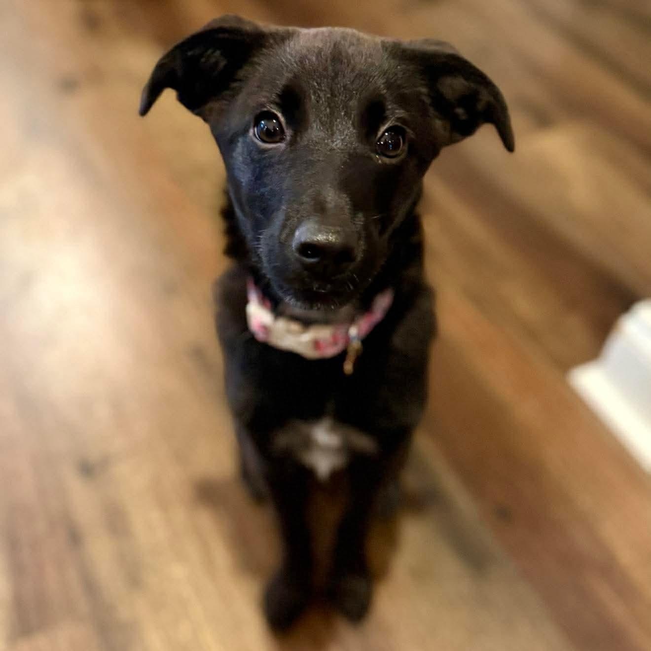 Enlarge Libby , a ADOPTABLE mixed breed in Wando, SC image 1/6