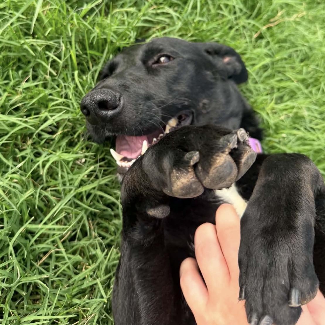 Panther, a ADOPTABLE mixed breed in Pelham, NH image 2/5