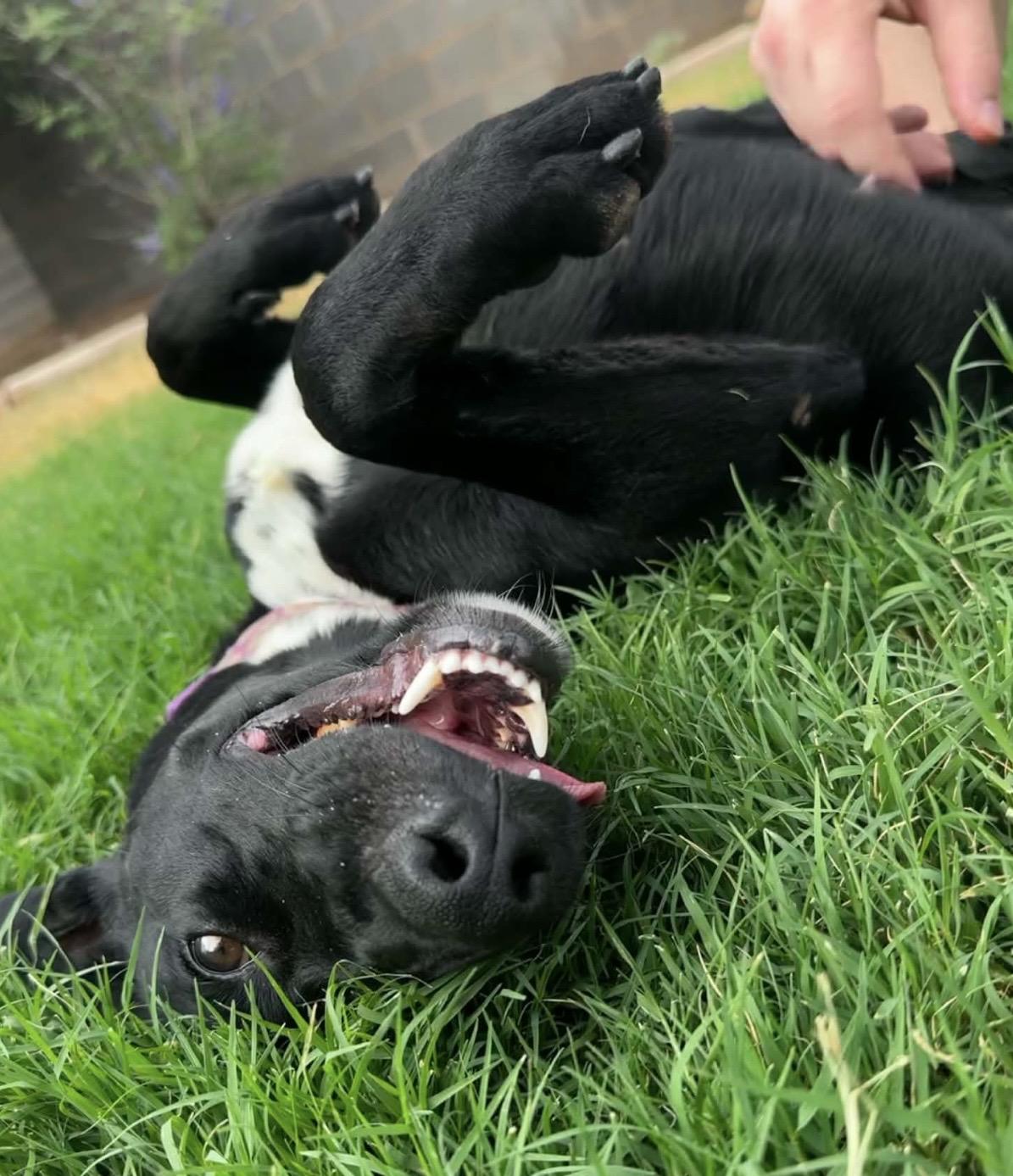 Panther, a ADOPTABLE mixed breed in Pelham, NH image 5/5