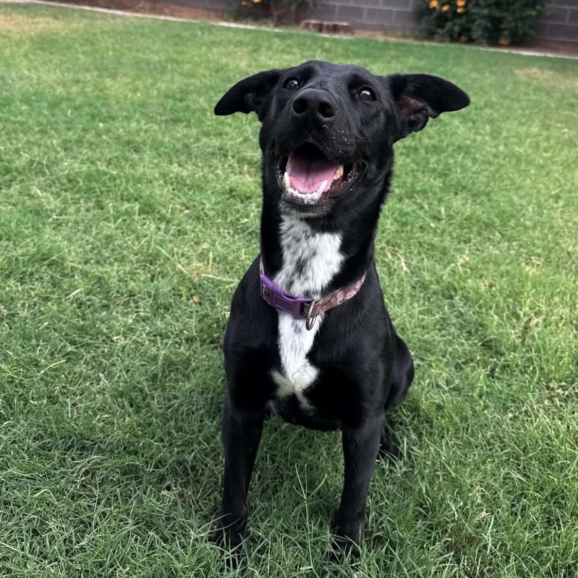 Panther, a ADOPTABLE mixed breed in Pelham, NH image 4/5