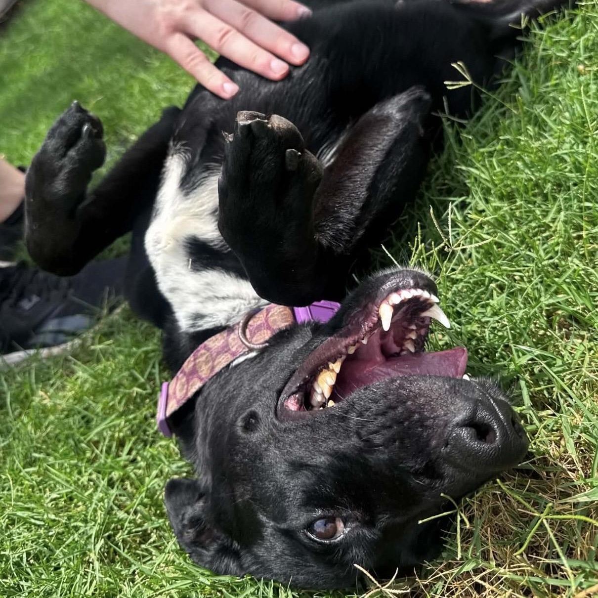 Panther, a ADOPTABLE mixed breed in Pelham, NH image 3/5
