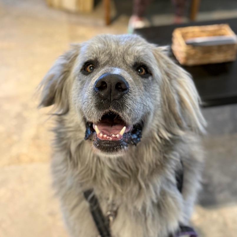 Enlarge Racka, a Adoptable Mixed Breed in Park City, UT image 1/6