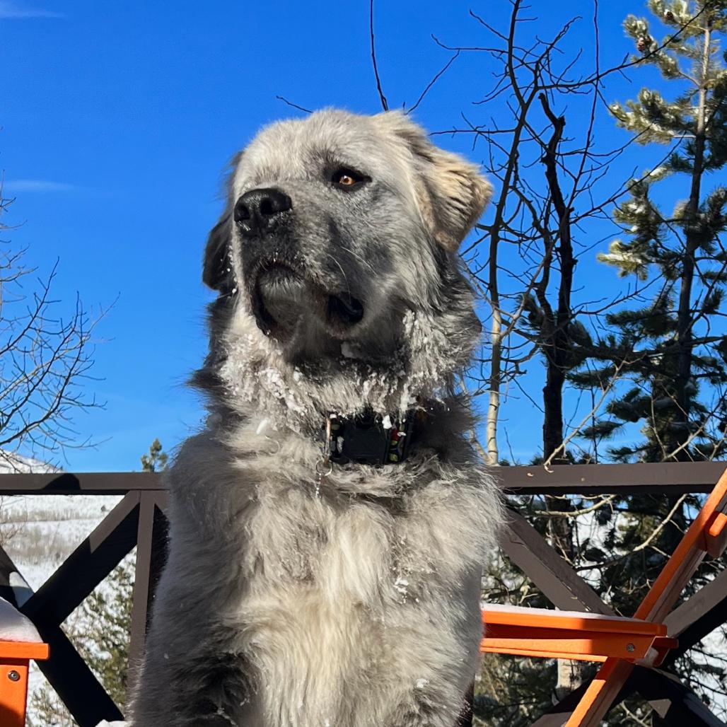 Enlarge Racka, a Adoptable Mixed Breed in Park City, UT image 2/6