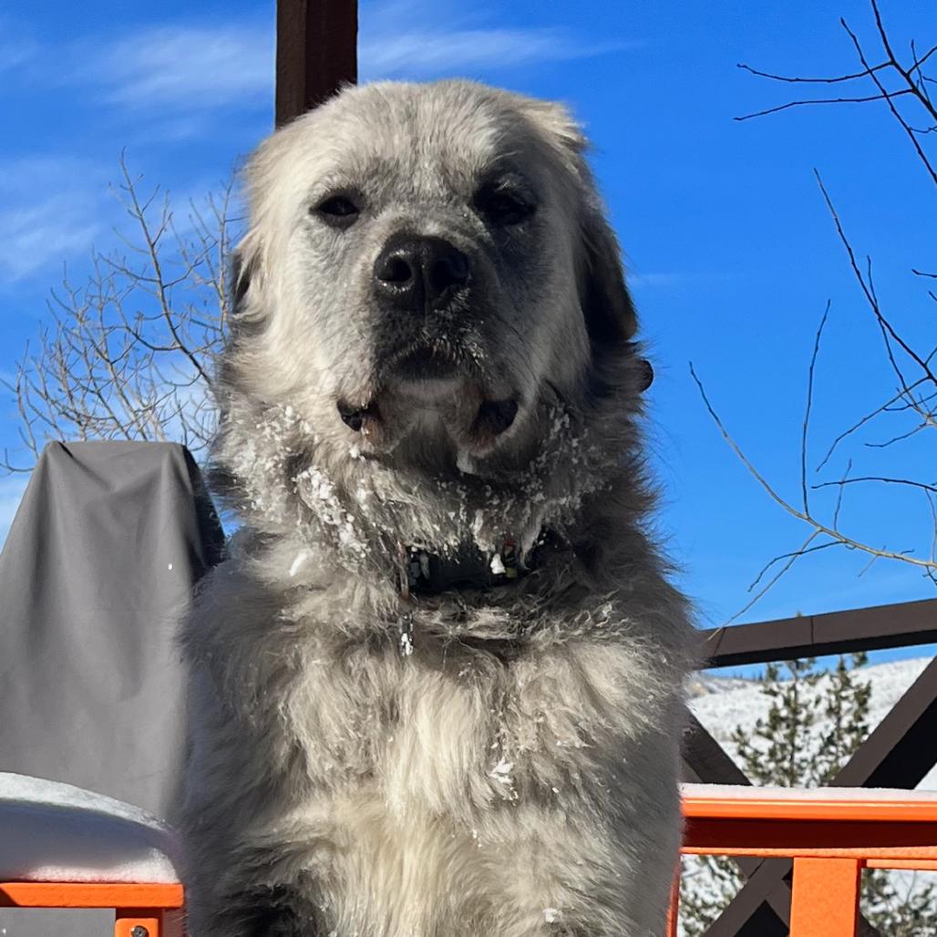 Enlarge Racka, a Adoptable Mixed Breed in Park City, UT image 4/6