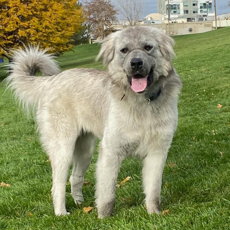 Enlarge Racka, a Adoptable Mixed Breed in Park City, UT image 5/6