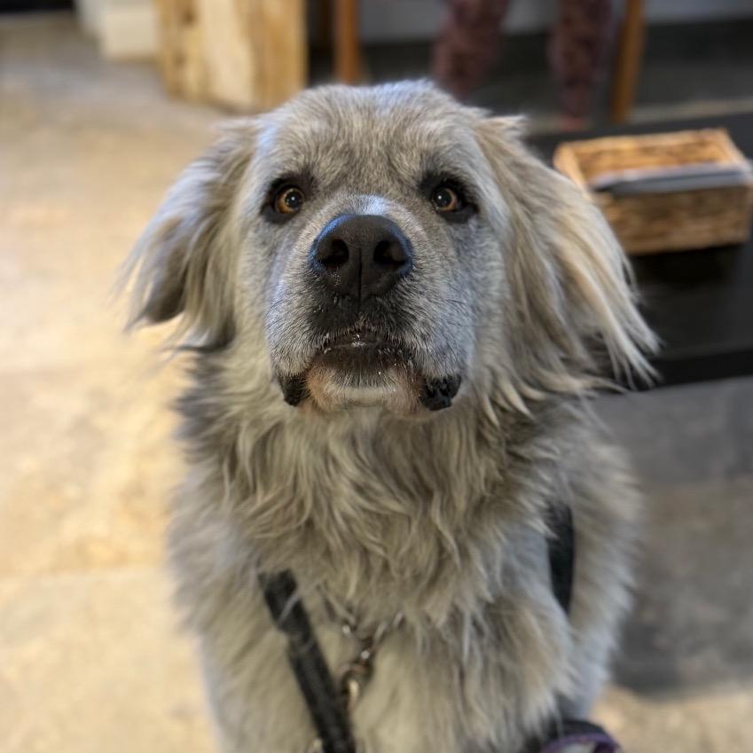 Enlarge Racka, a Adoptable Mixed Breed in Park City, UT image 6/6