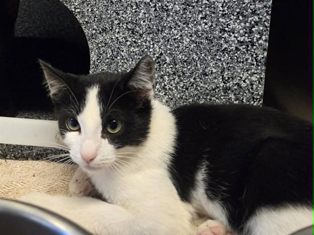 GARY, Adoptable, Kitten Male Domestic Short Hair.