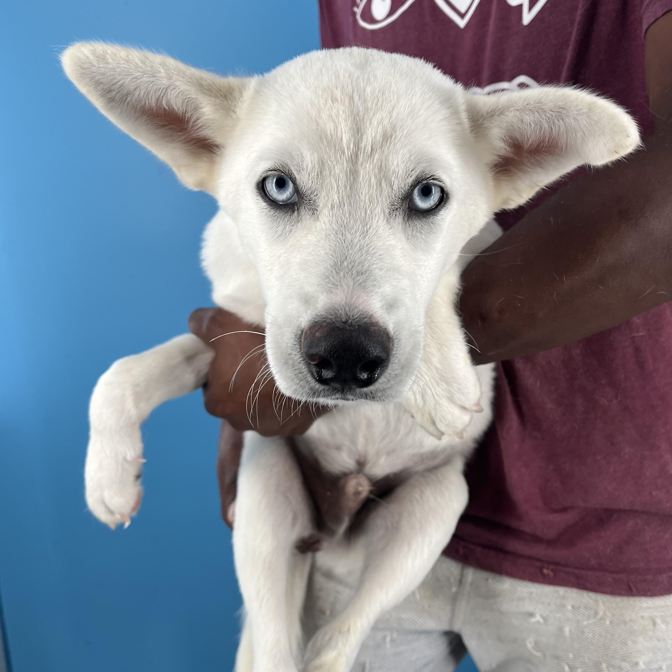 Toby - Local August 22-24