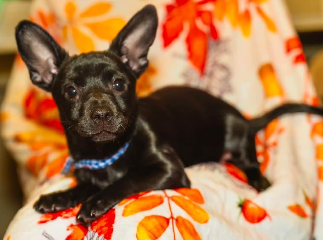 Enlarge Maeve, a Adoptable mixed breed in Henderson, NV image 2/2