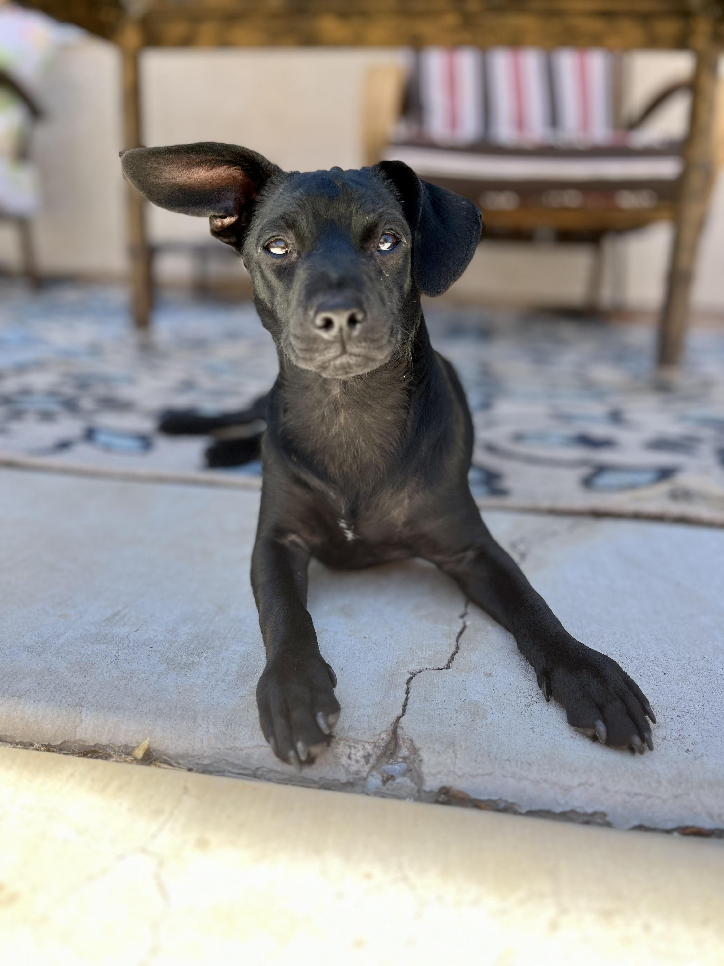 Maeve, Baby Female Patterdale Terrier / Fell Terrier