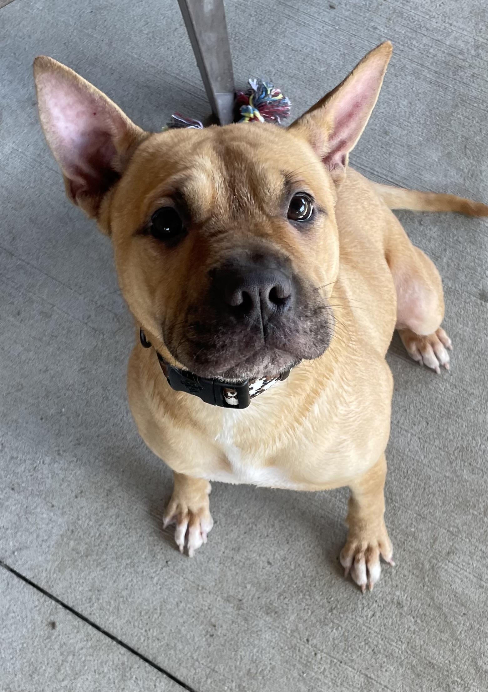 Enlarge Cleo ADOPTED, a Adopted mixed breed in Canton, OH image 2/5