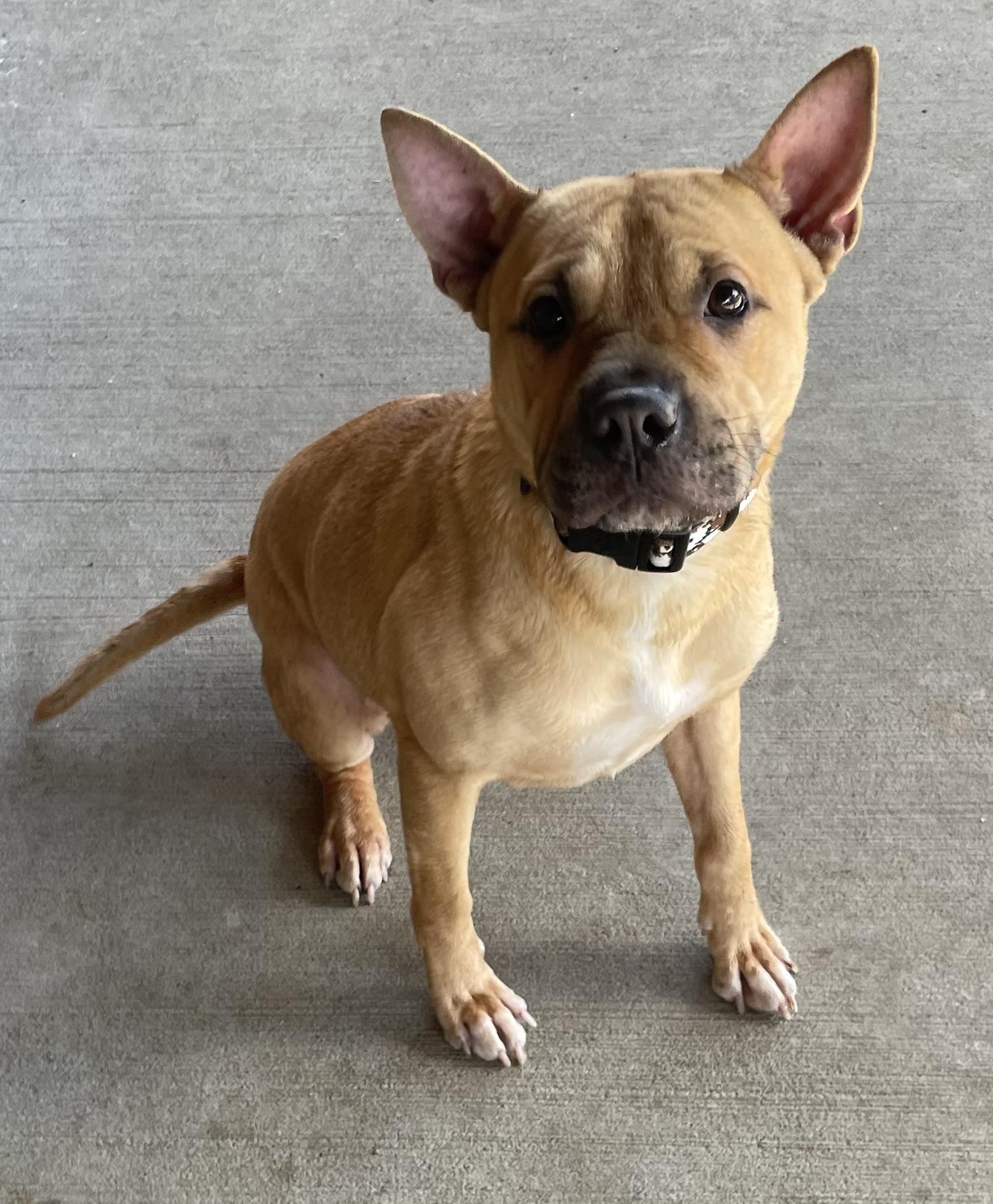 Enlarge Cleo ADOPTED, a Adopted mixed breed in Canton, OH image 3/5