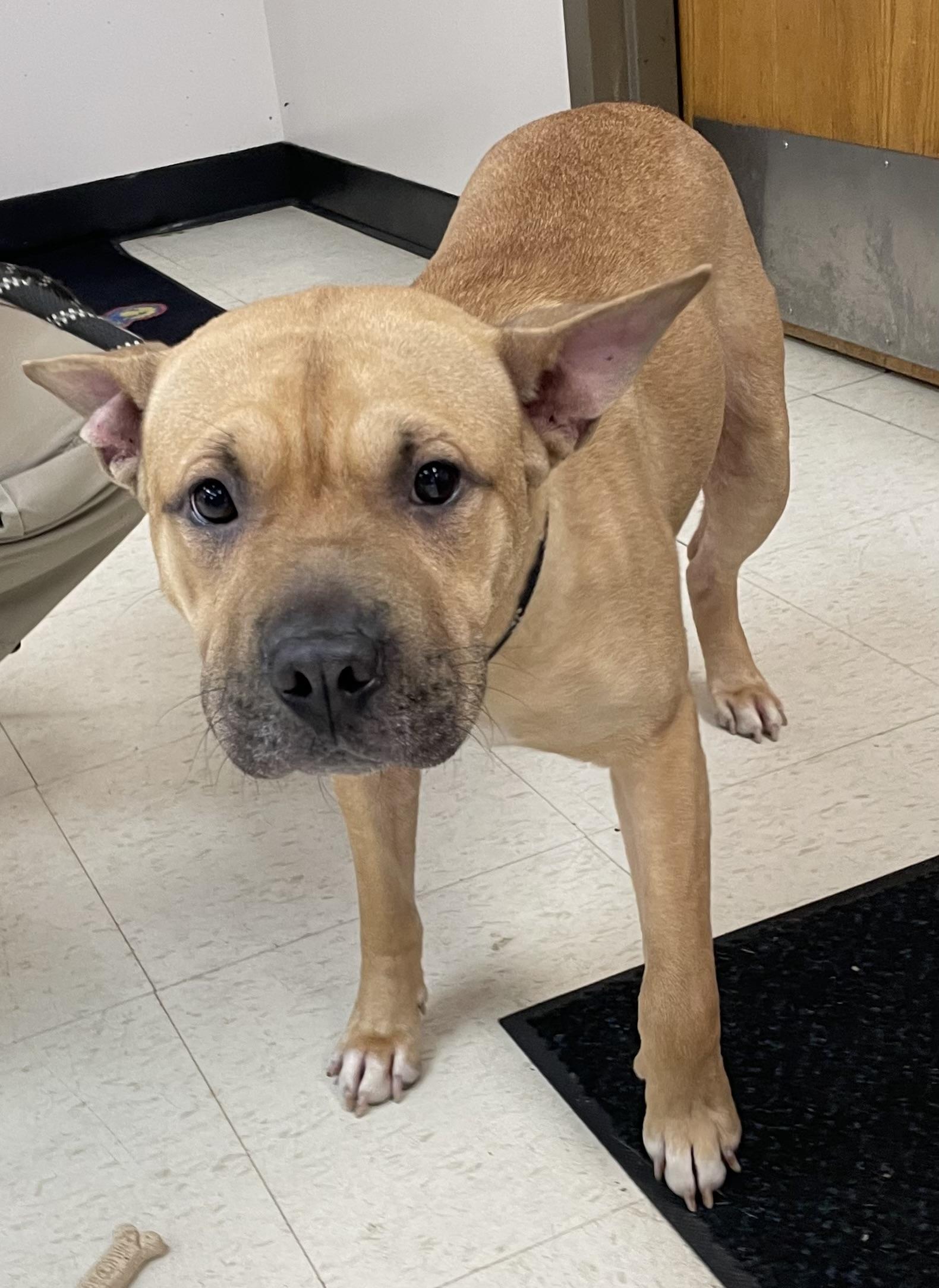 Enlarge Cleo ADOPTED, a Adopted mixed breed in Canton, OH image 5/5