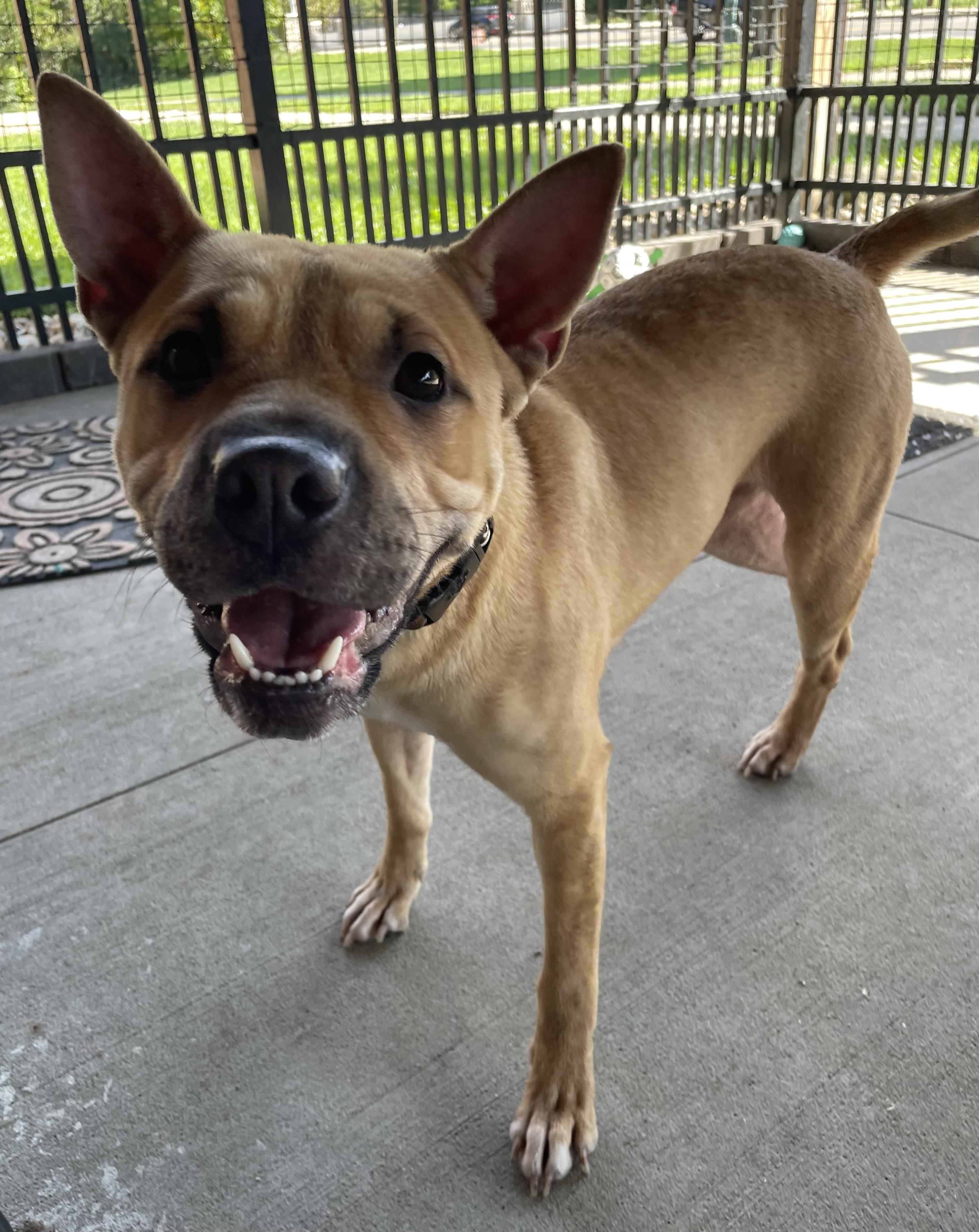 Cleo ADOPTED, Adopted, Young Female American Bully & Shar-Pei.