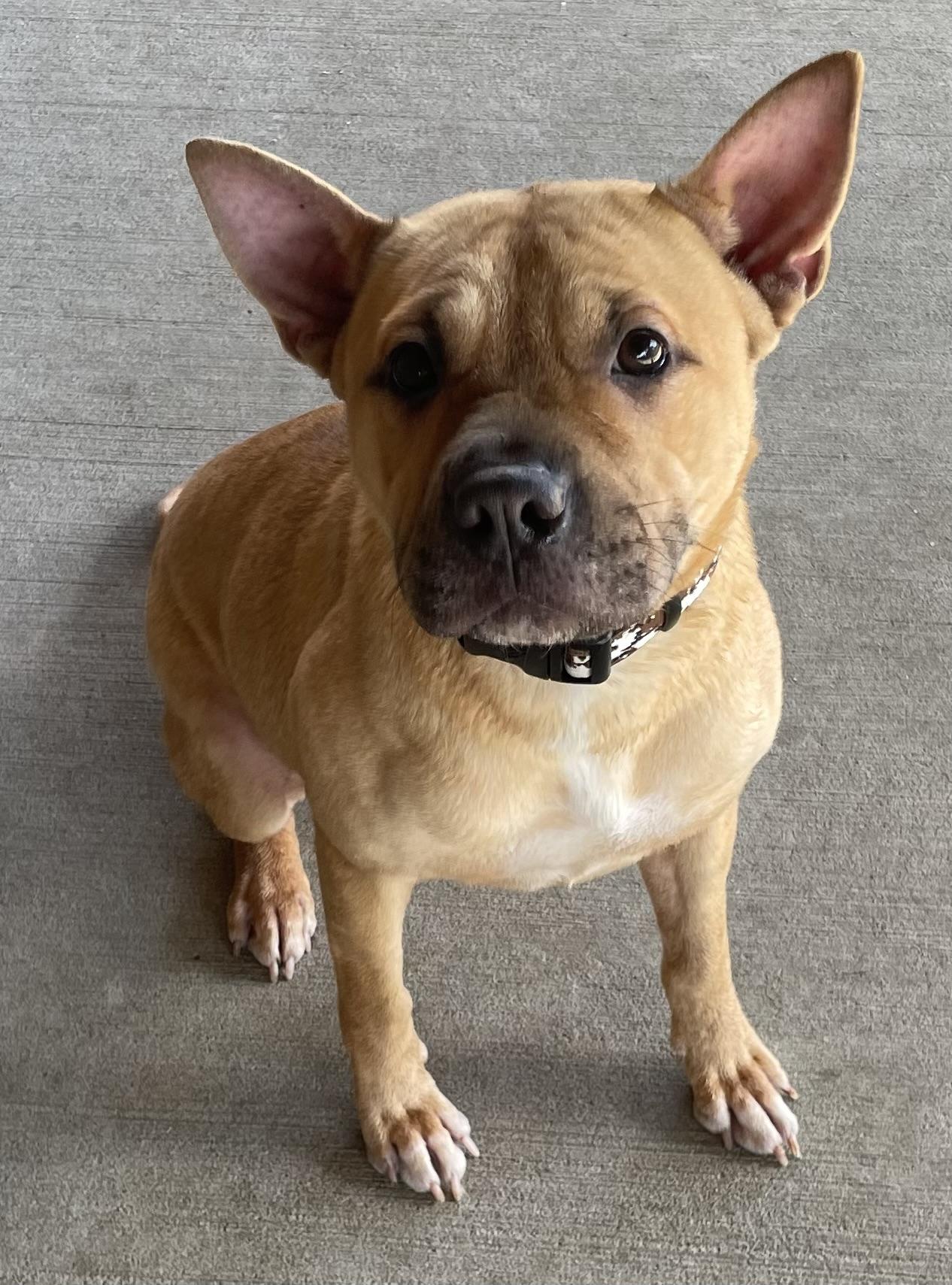 Enlarge Cleo ADOPTED, a Adopted mixed breed in Canton, OH image 4/5