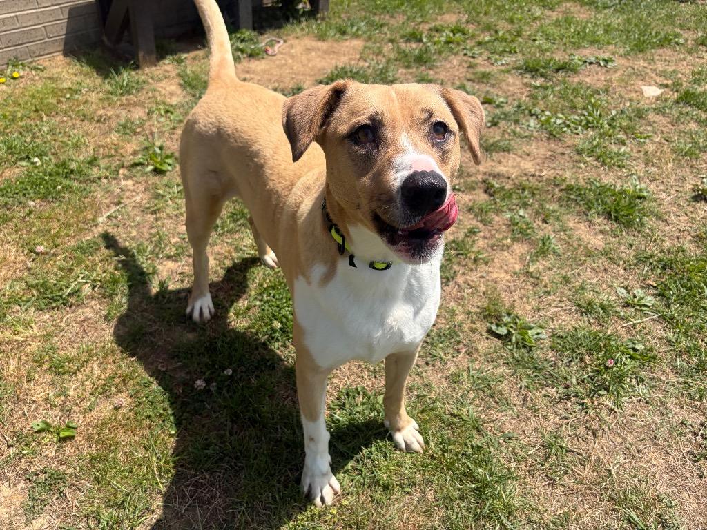 Enlarge Goldie, a Adoptable mixed breed in Gallatin, TN image 2/3