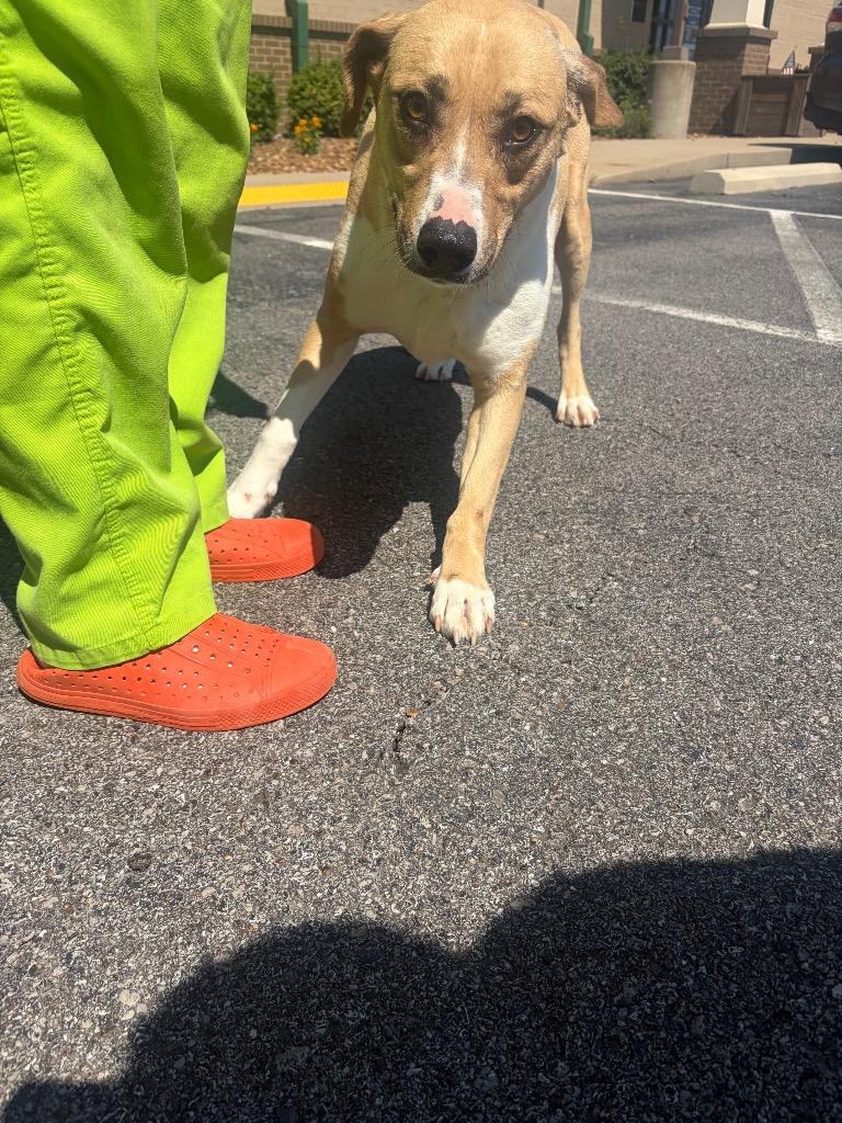 Enlarge Goldie, a Adoptable mixed breed in Gallatin, TN image 3/3