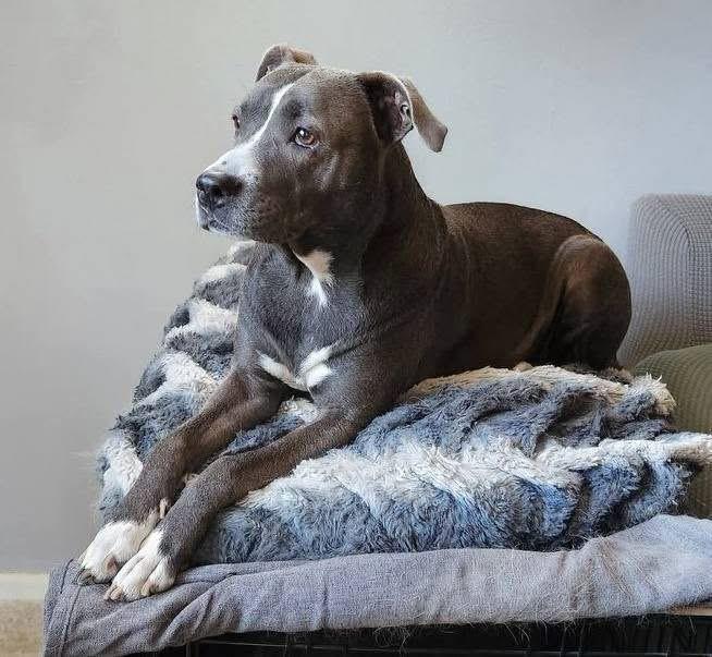 Jade, Adoptable, Adult Female Pit Bull Terrier.